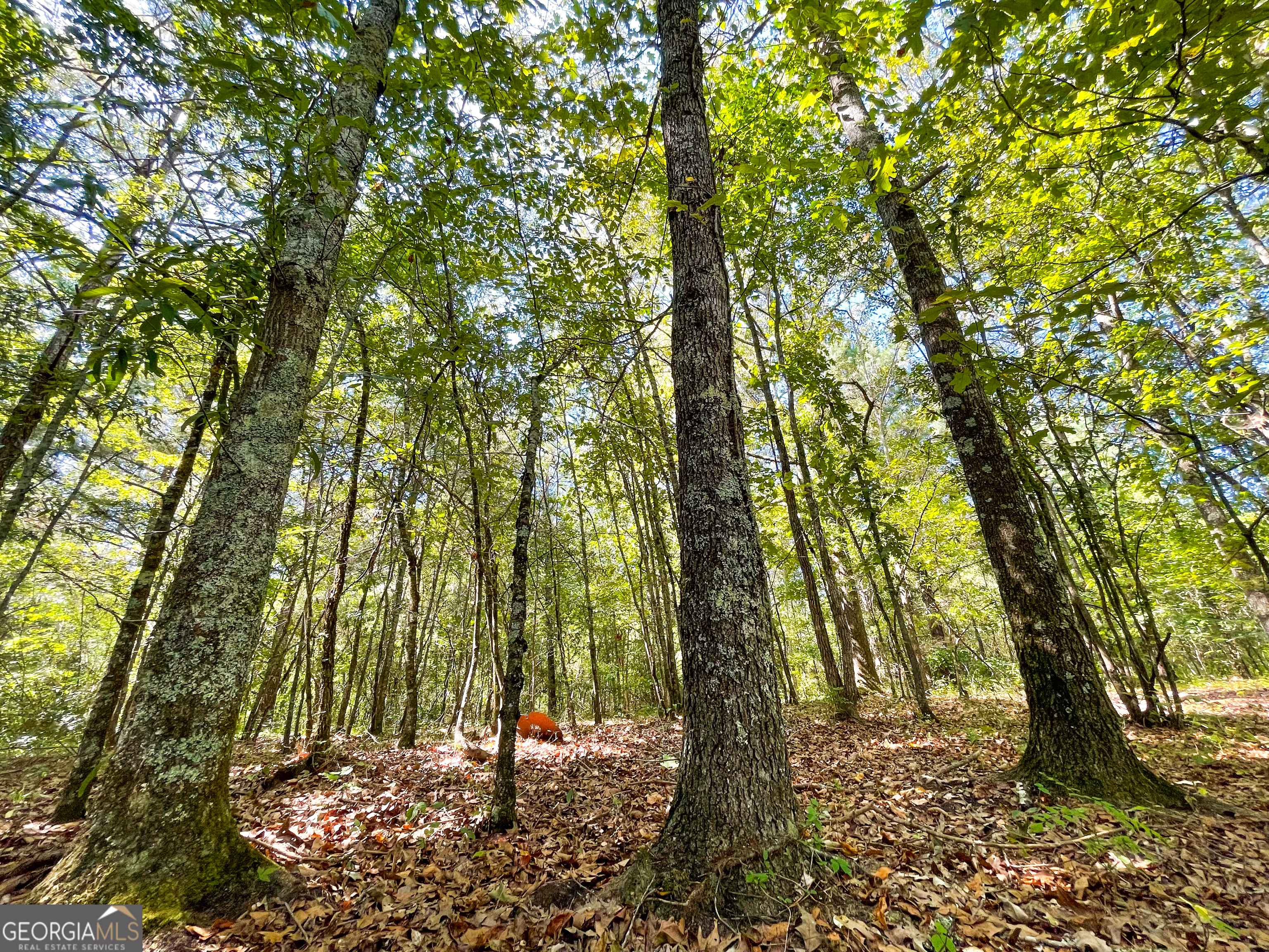 Summerville, GA 30747,31 +/- Acres on Hinton Street