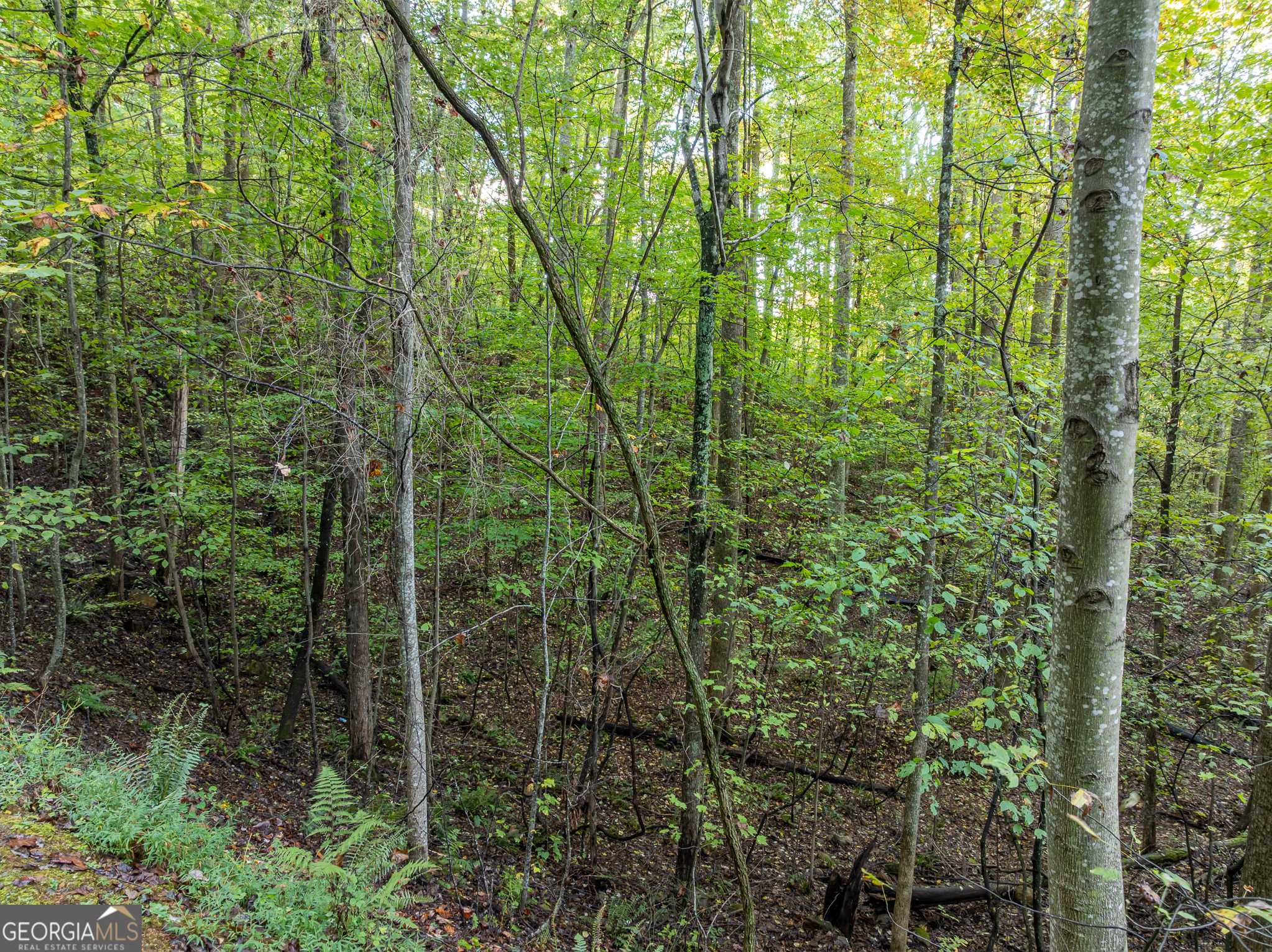 Ellijay, GA 30540,LOT 3 Wilderness WAY