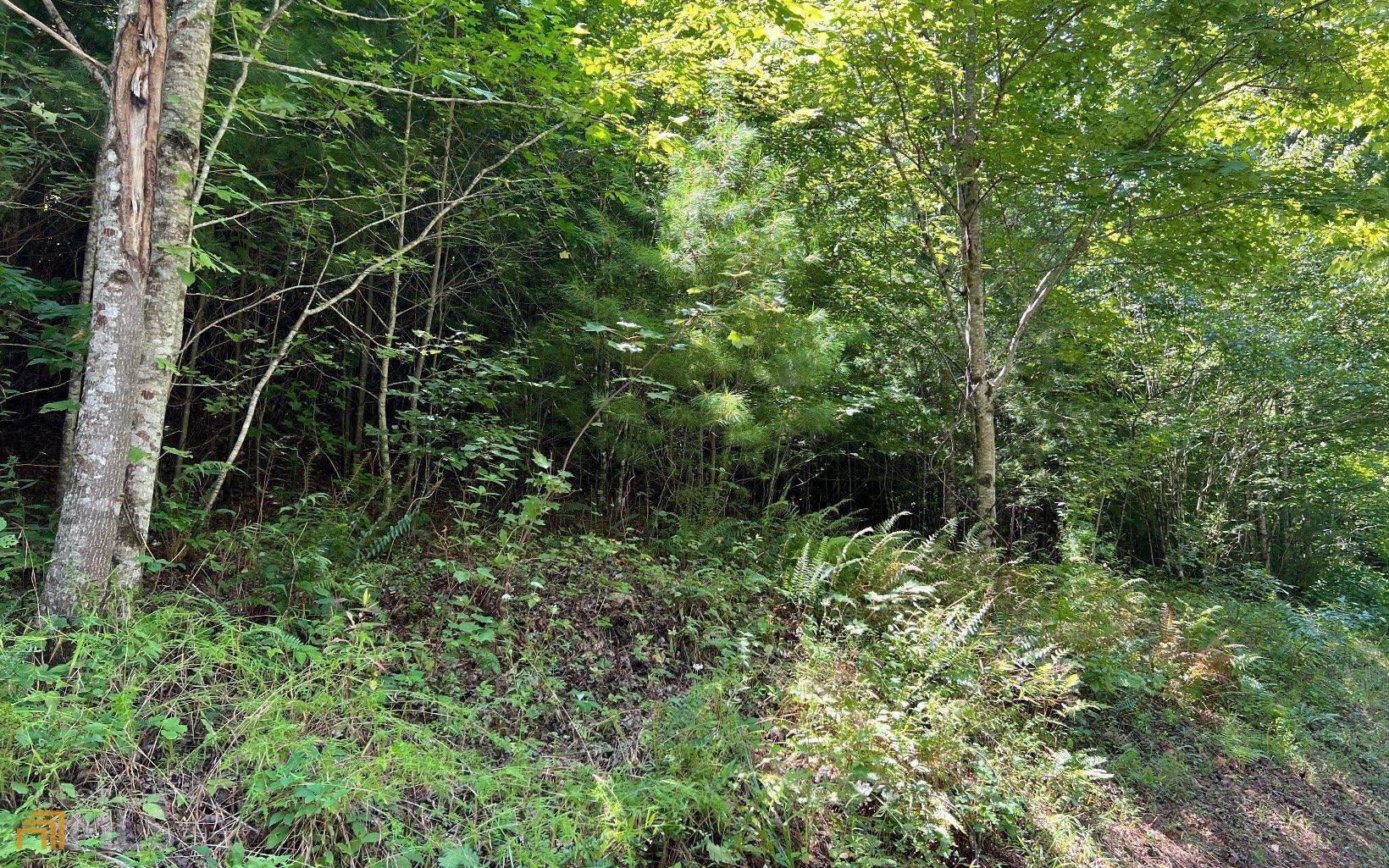 Hayesville, NC 28904,LOT 69 Fires Creek CV