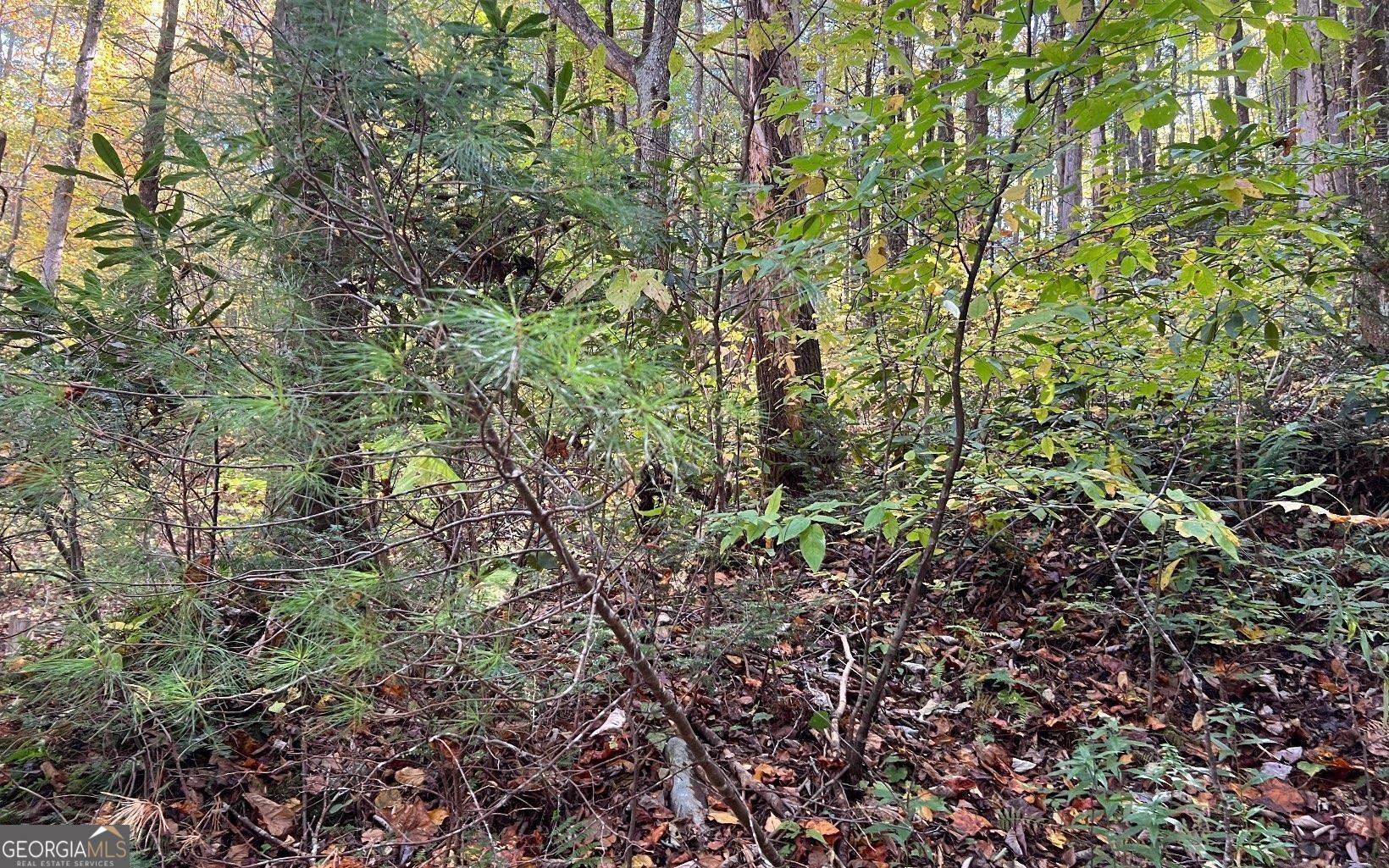 Hayesville, NC 28904,TR 1 Tusquittee Road