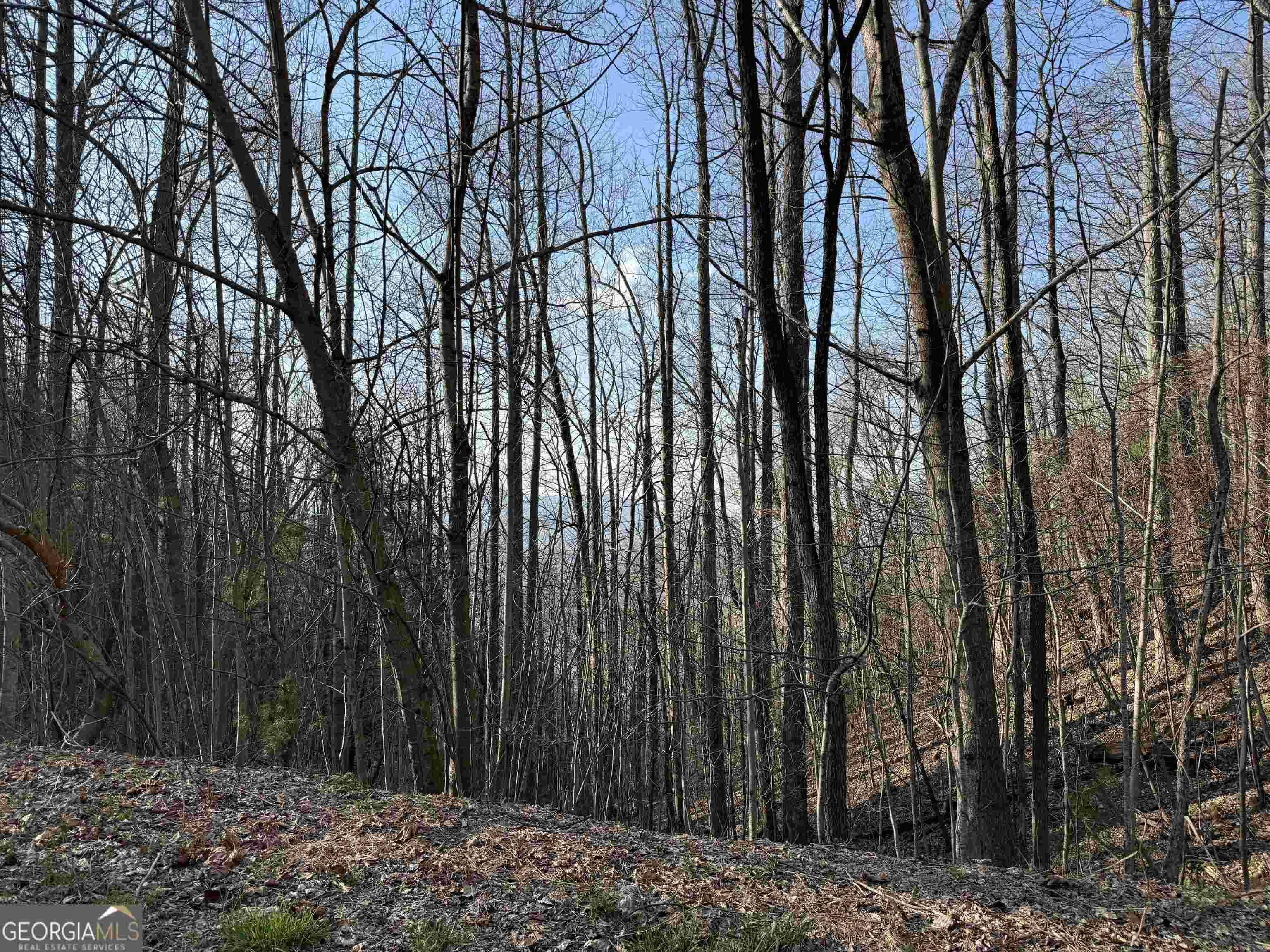 Rabun Gap, GA 30568,LOT 10 Shake Hollow Drive #LOT 10