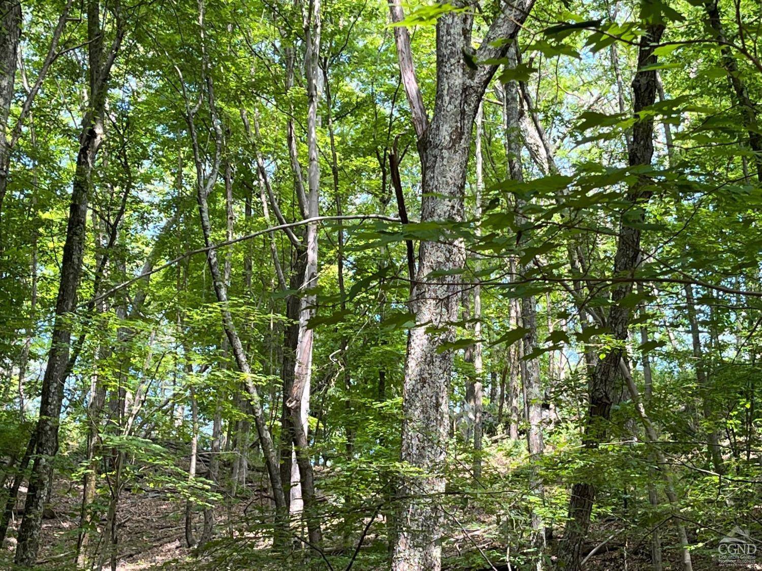 Pine Plains, NY 12567,0 Mount Ross RD