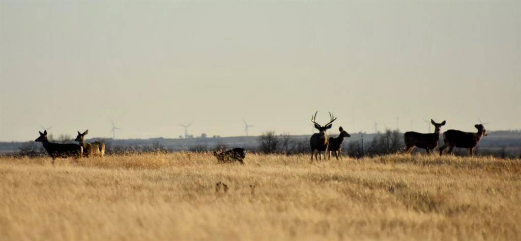 Crawford, OK 73642,17256 E 800 RD