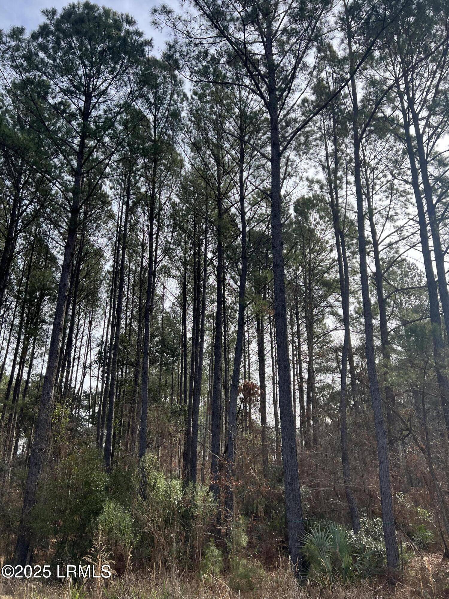 Yemassee, SC 29945,00 Chicora LN Lane