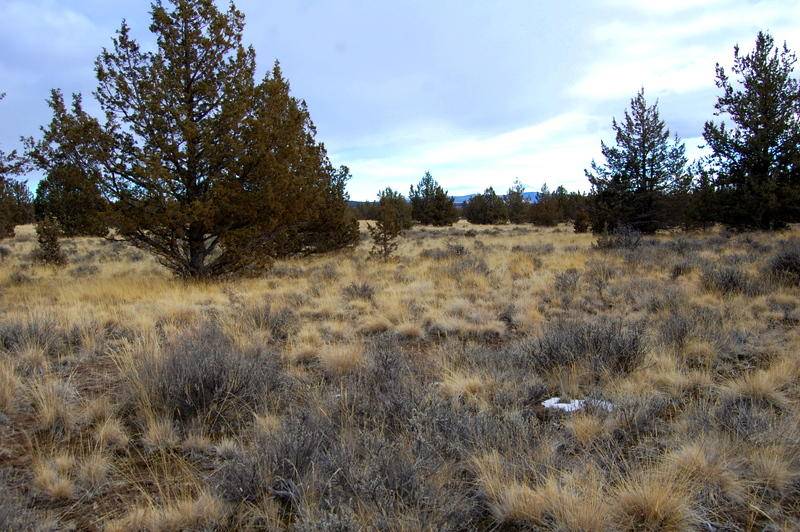 Prineville, OR 97754,TL 2300 Iowa RD