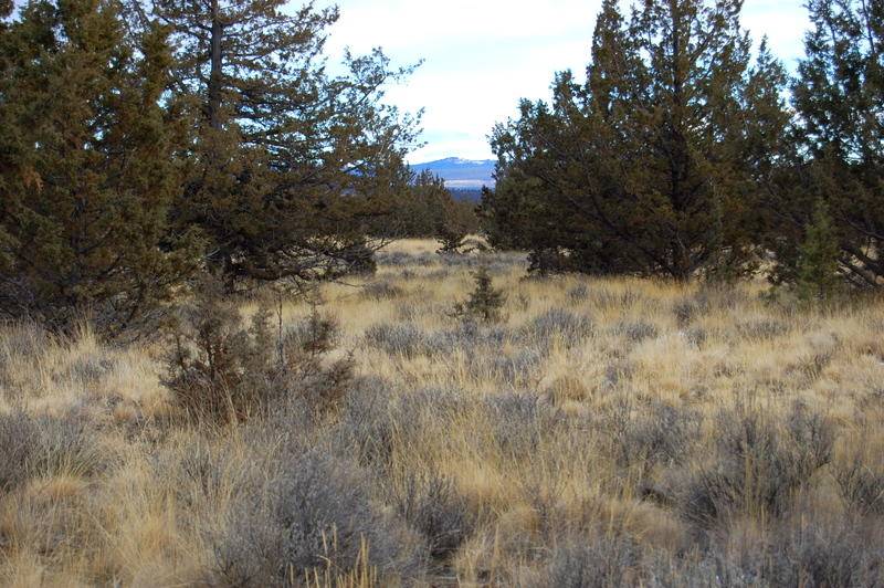 Prineville, OR 97754,TL 2300 Iowa RD