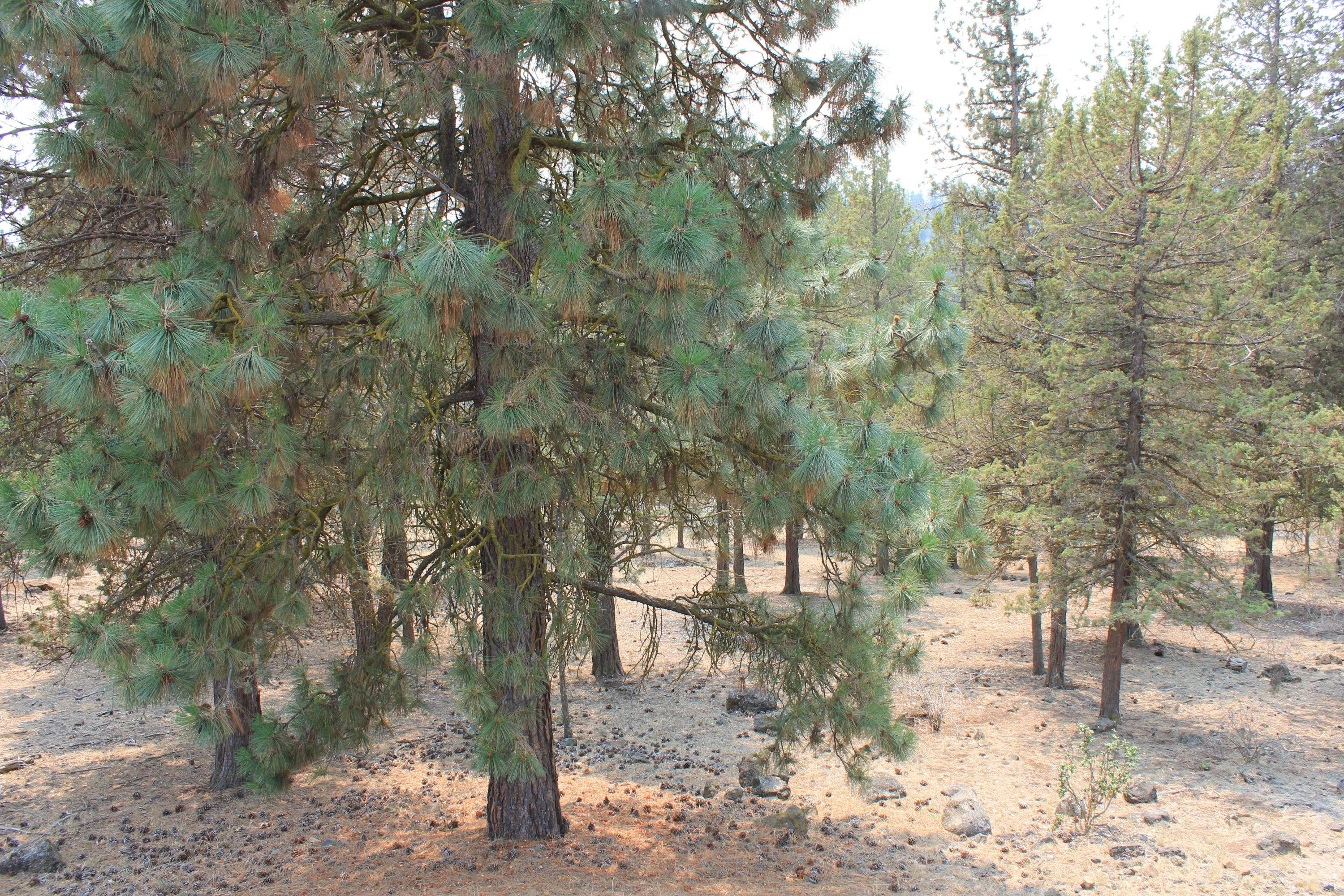 Klamath Falls, OR 97601,Osprey CT #lot 250