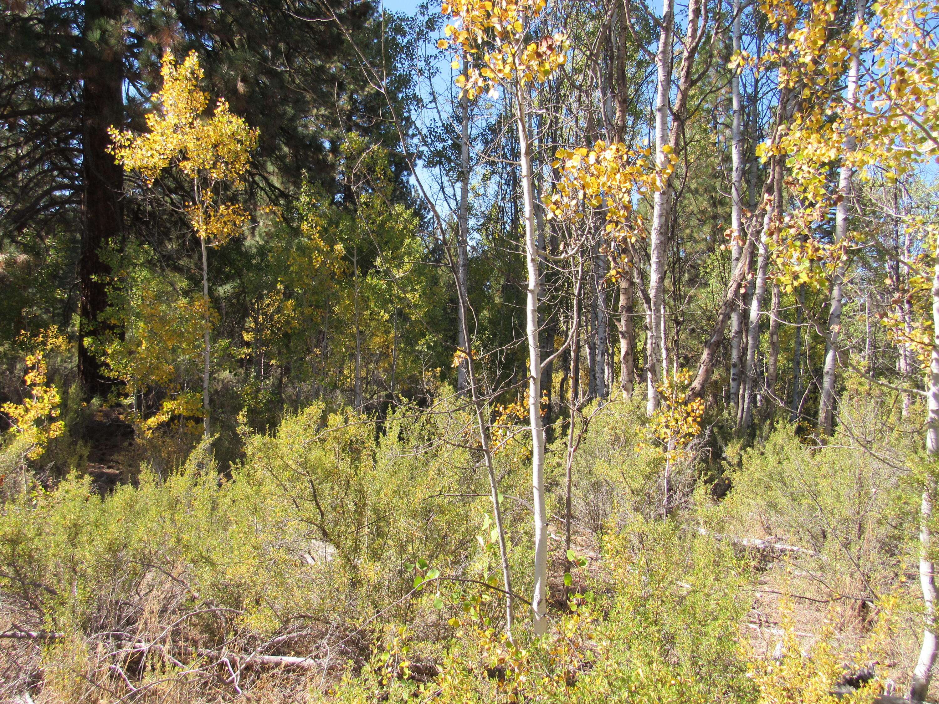 Chiloquin, OR 97624,Pine Ridge LOOP #194747