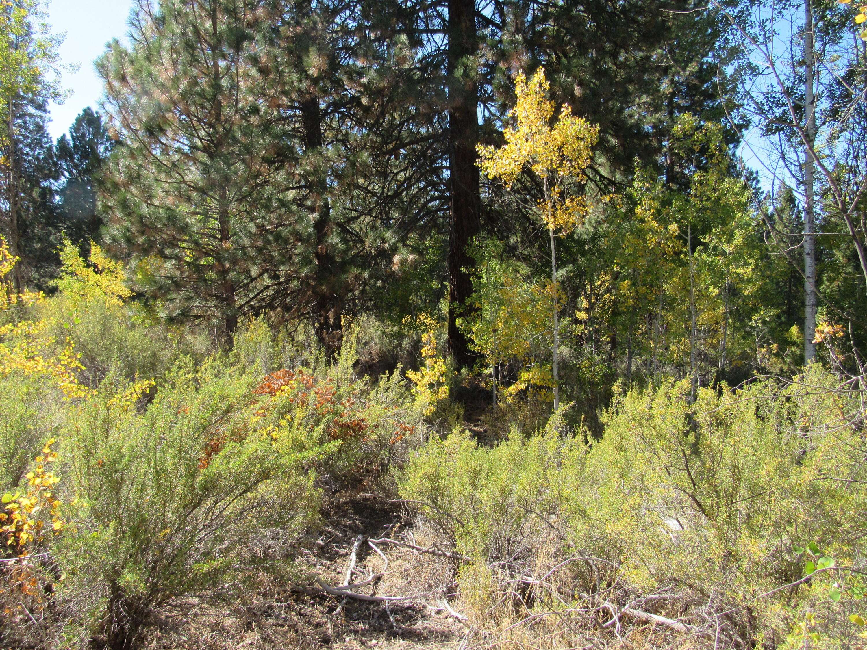 Chiloquin, OR 97624,Pine Ridge LOOP #194747