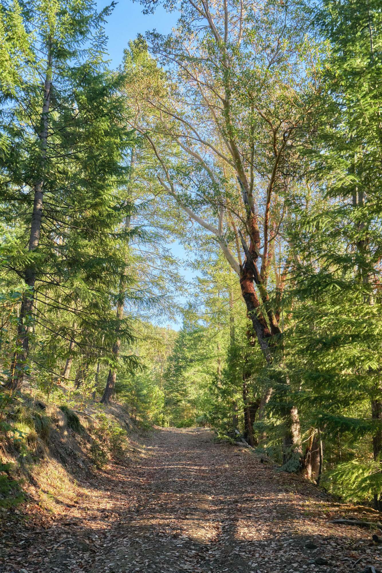 Jacksonville, OR 97530,0 Beaver Creek TL2900 RD