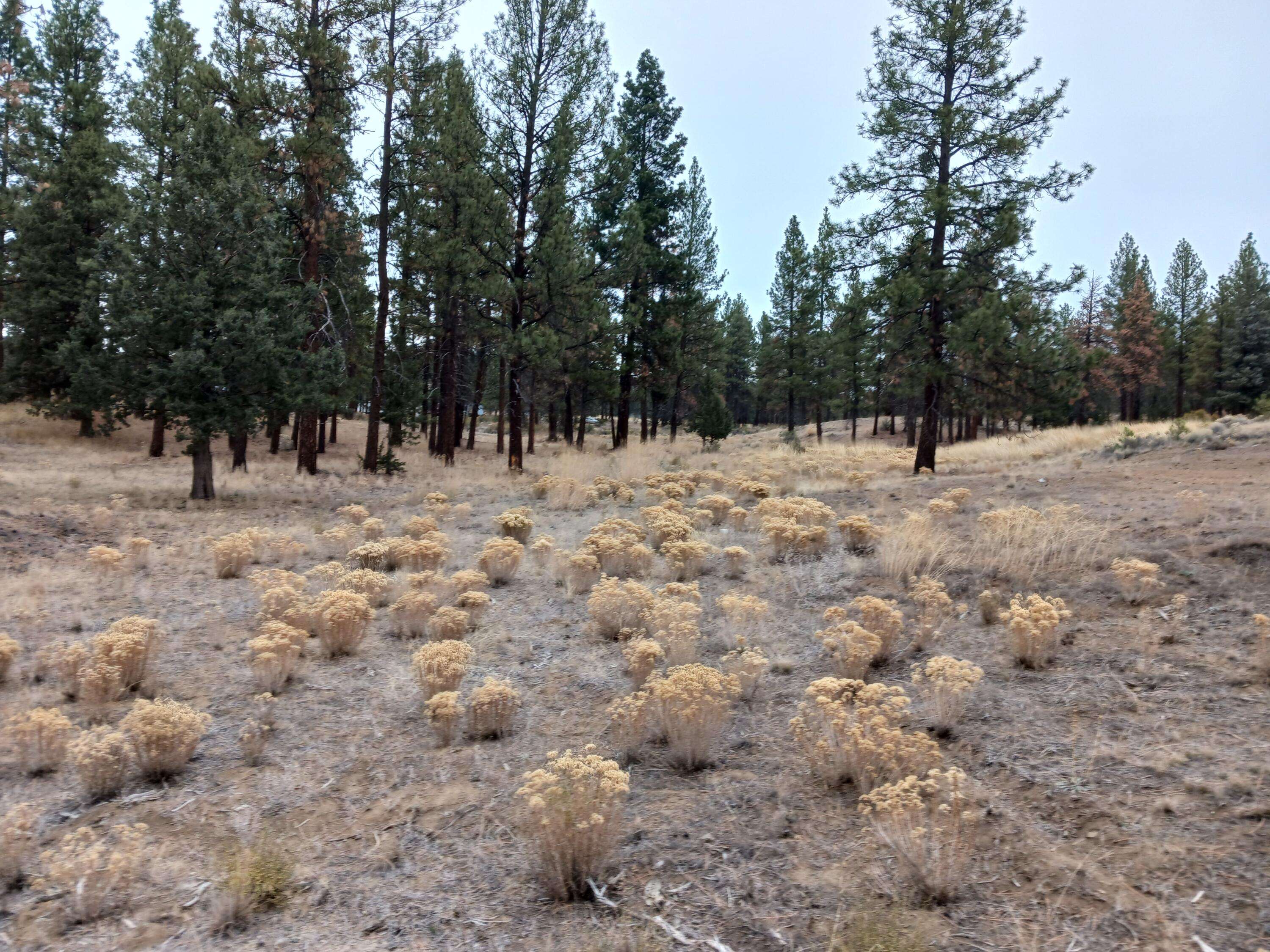 Chiloquin, OR 97624,Arrowhead LN #Lot 20