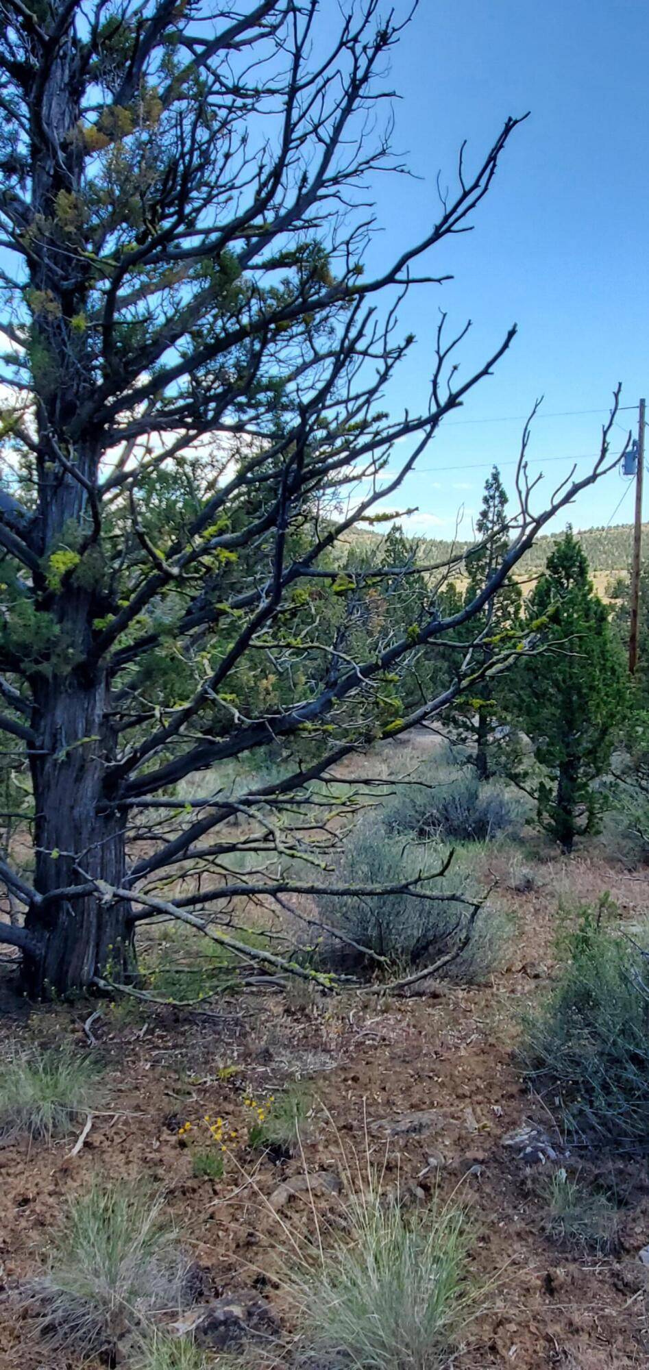 Prineville, OR 97754,Weatherby LOOP #4300