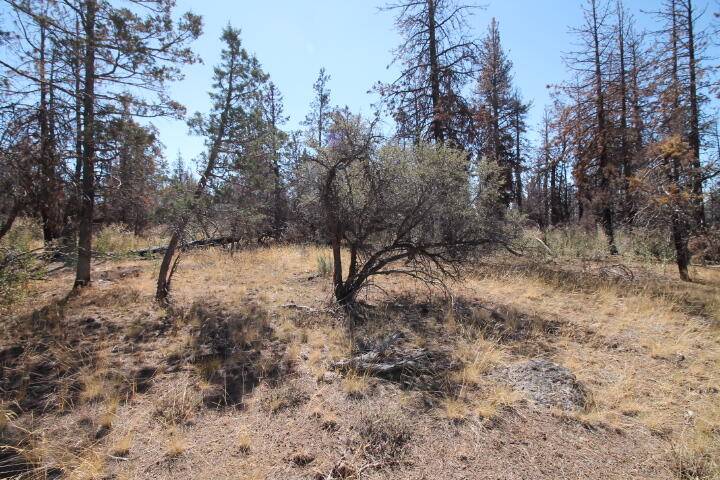 Bonanza, OR 97623,NKA Cuscus LN #Lot 12