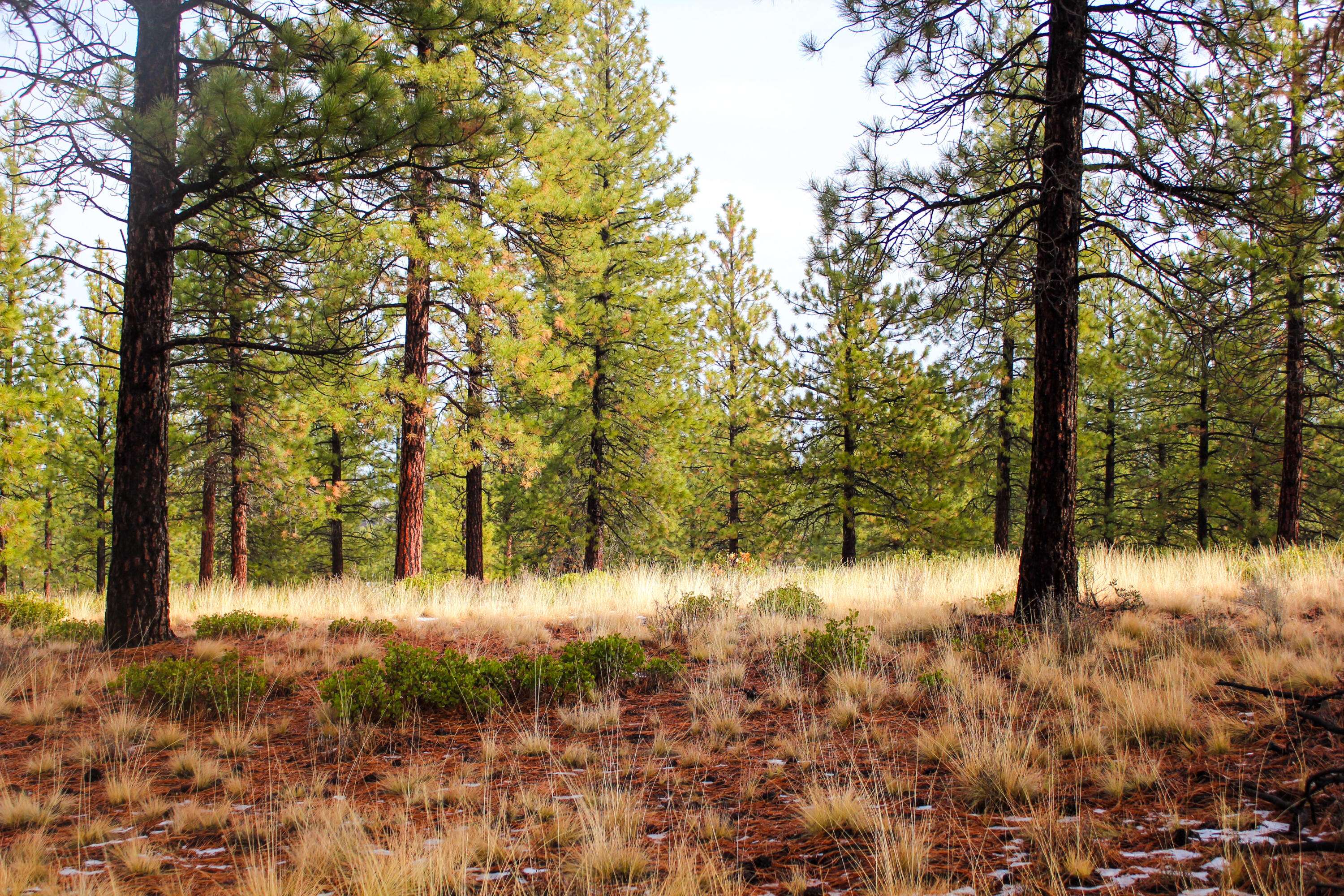 Bend, OR 97703,18757 Golden Mantle LOOP