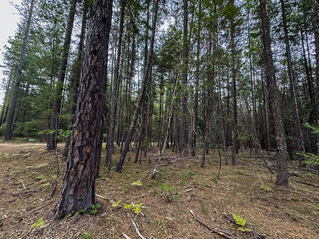 Rogue River, OR 97537,Pleasant Creek RD #120