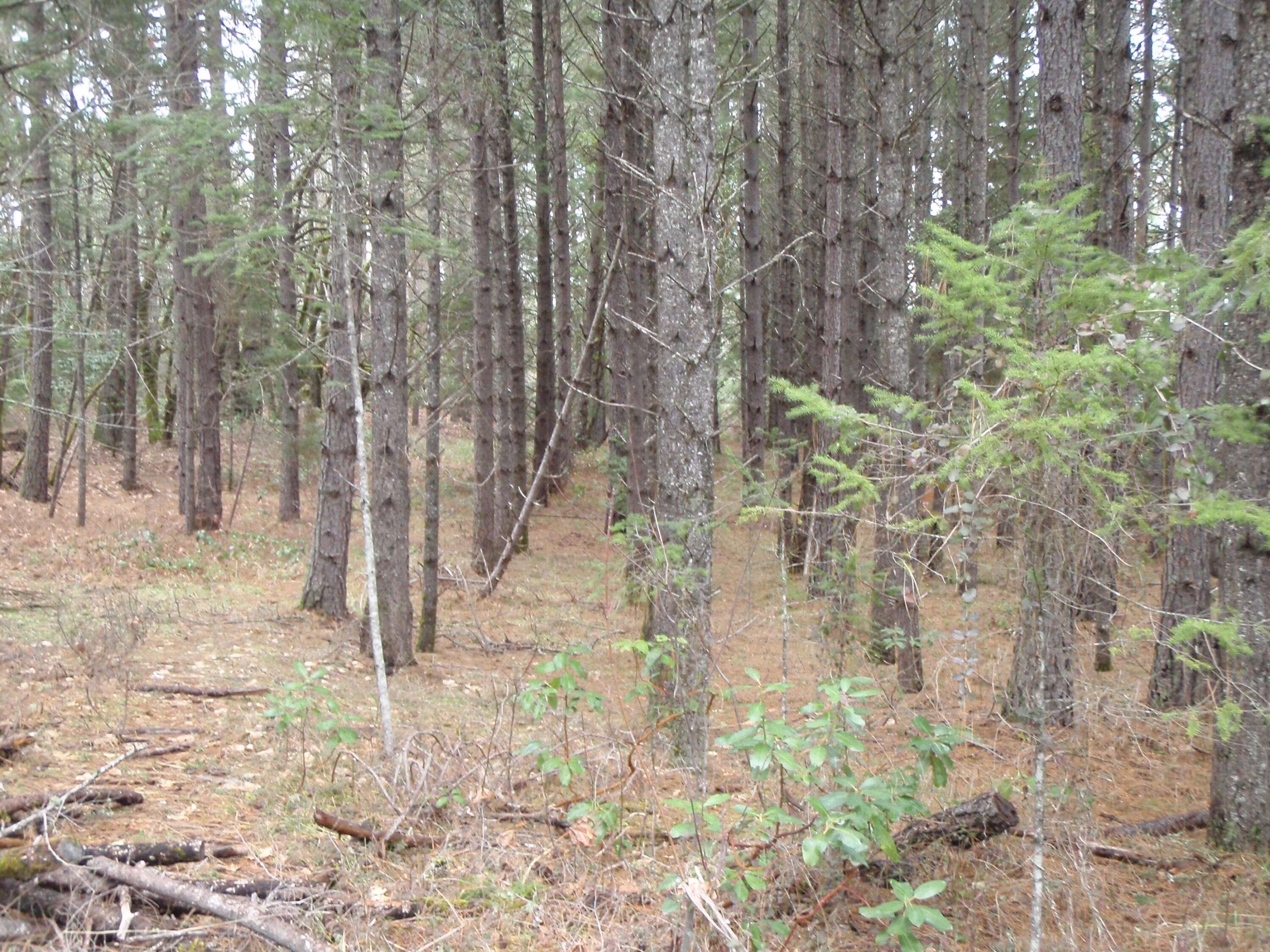 Grants Pass, OR 97527,Riverbanks RD #Lot #1