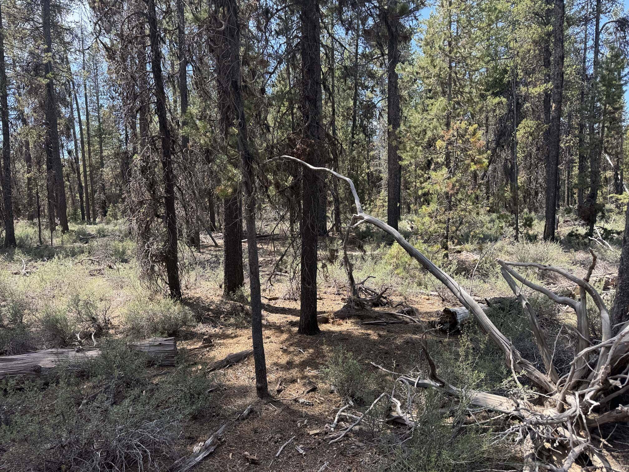 Chemult, OR 97731,Bear Flat Road #3200