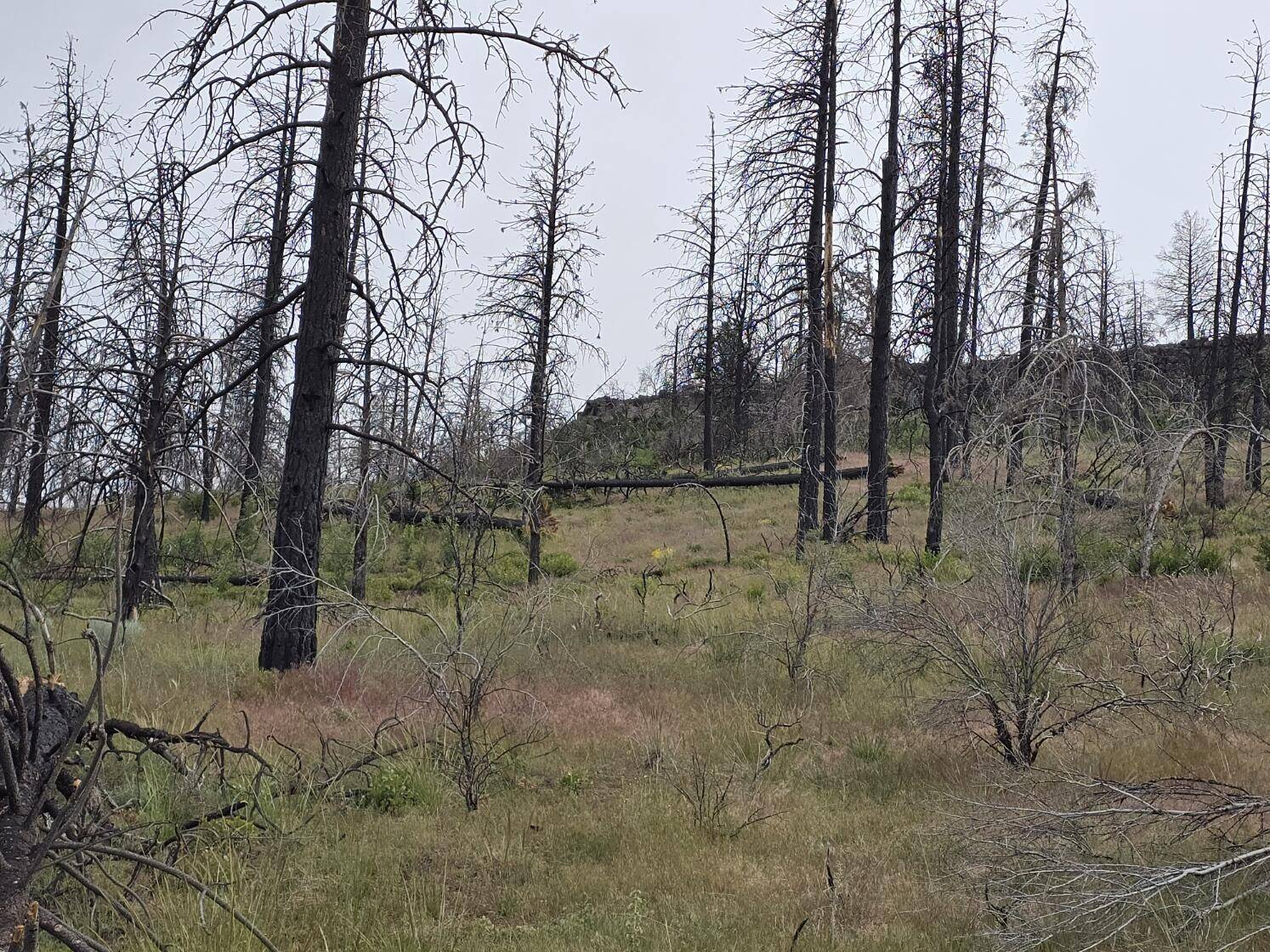 Sprague River, OR 97639,Oregon Pines RD