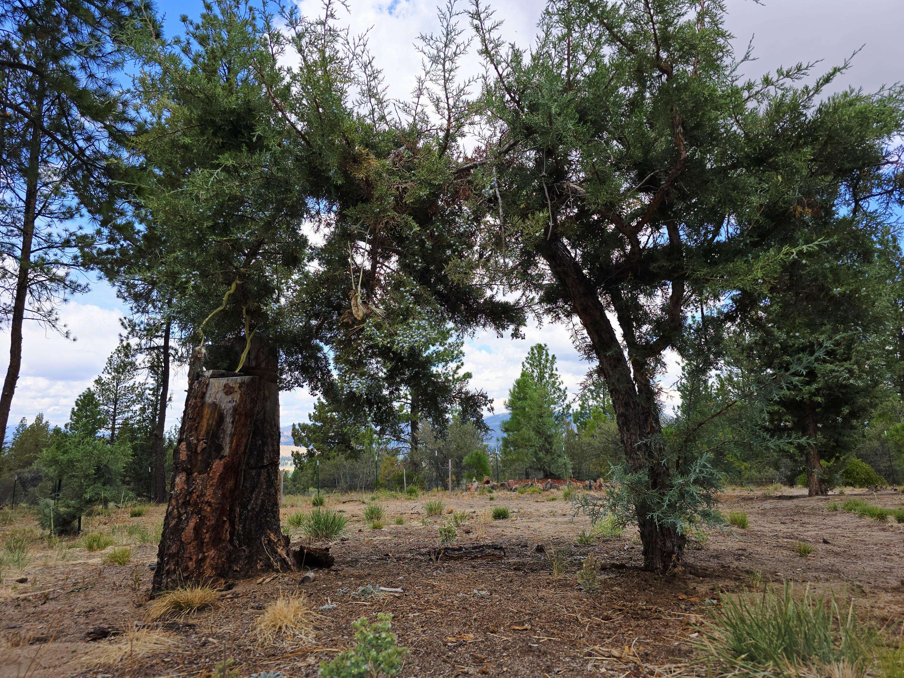 Beatty, OR 97621,48070 Partin DR