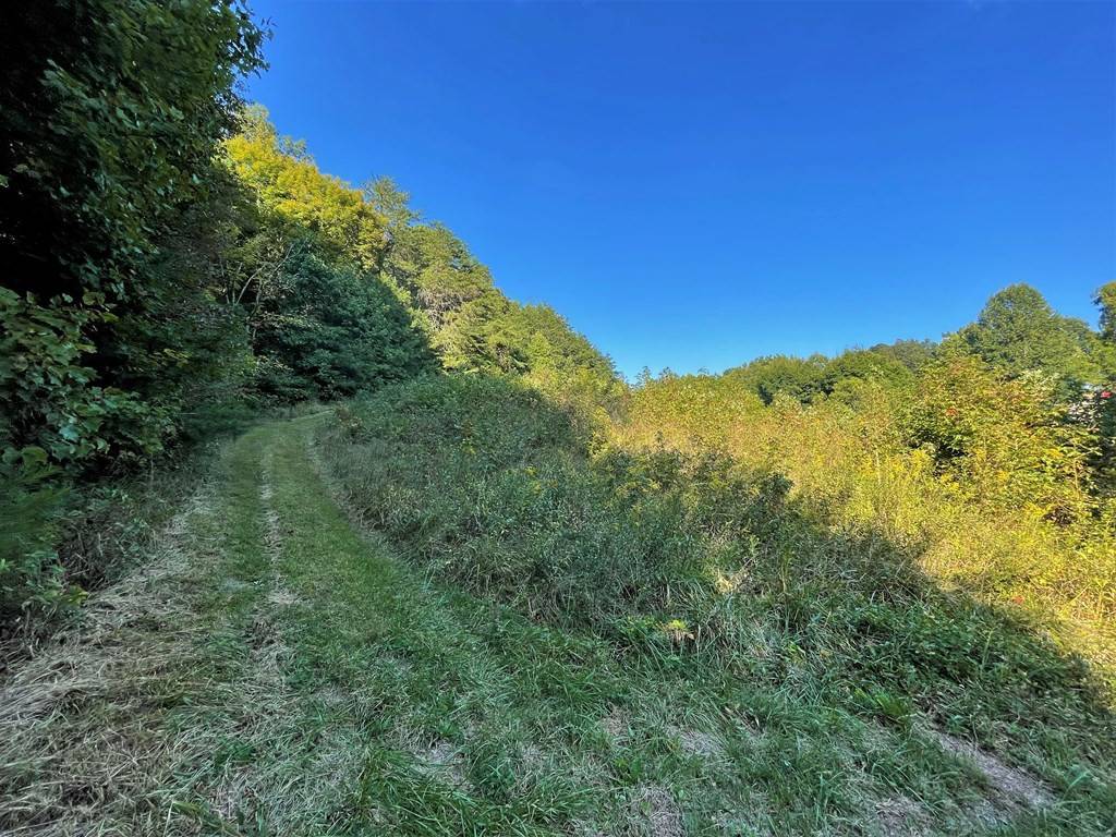 Parrottsville, TN 37843,5acres Sane RD