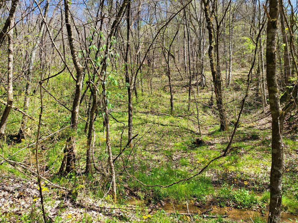 Parrottsville, TN 37843,- Talley RD