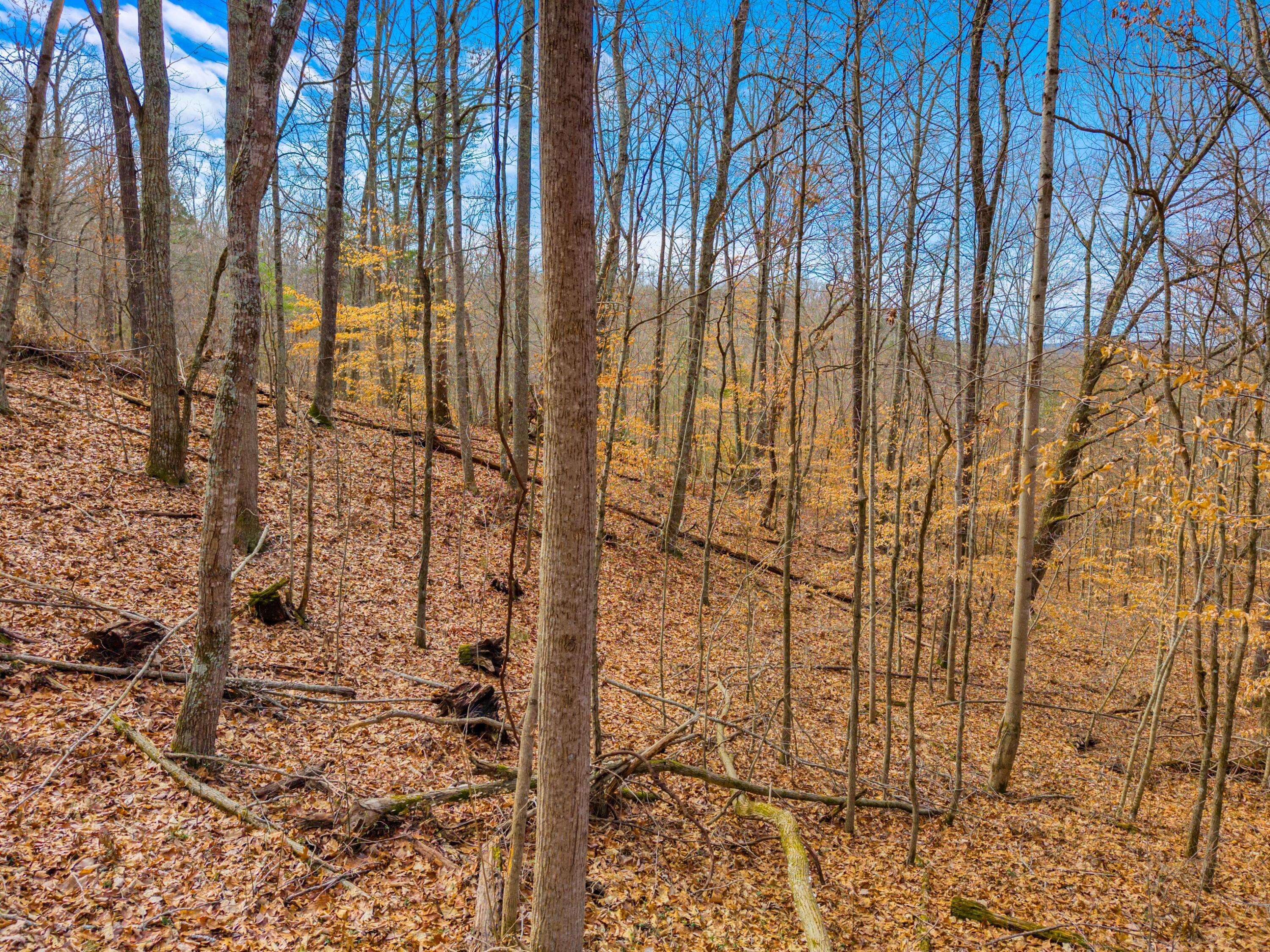Dandridge, TN 37725,0000 Sandy Ridge RD