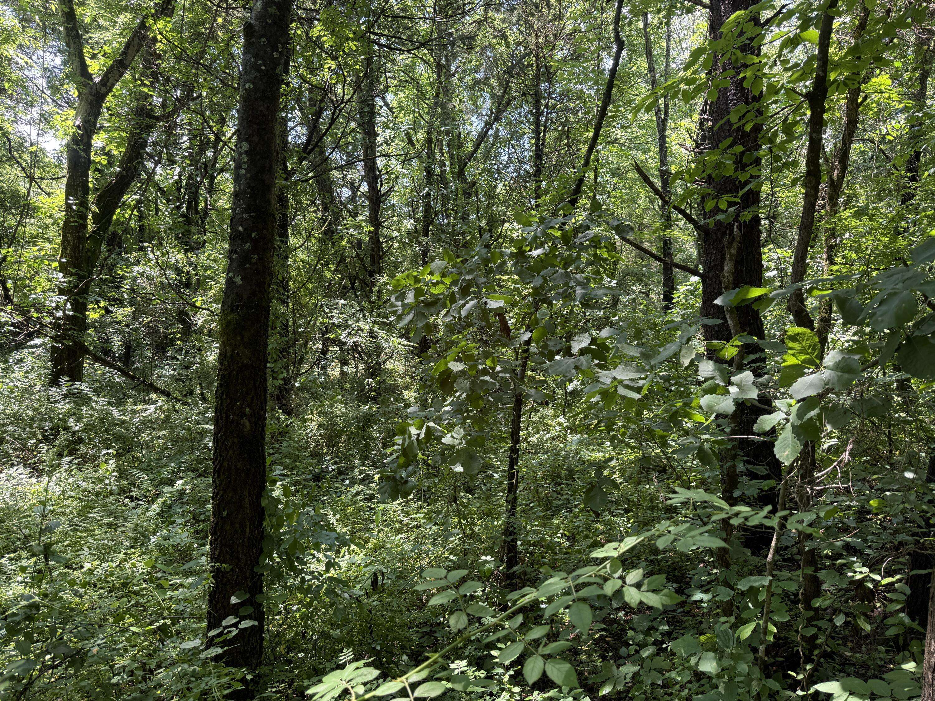 Parrottsville, TN 37843,3697 Sane RD