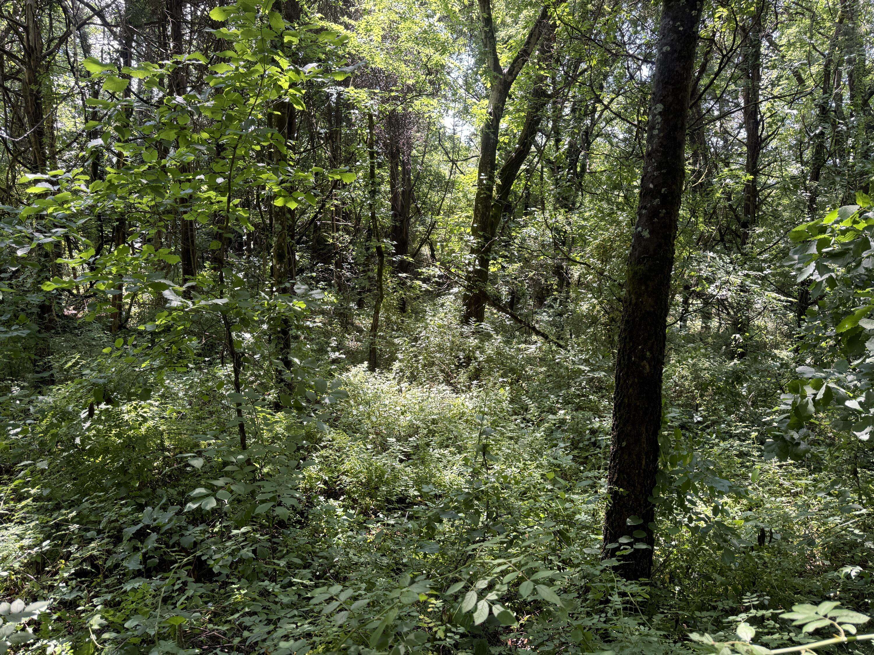 Parrottsville, TN 37843,3697 Sane RD