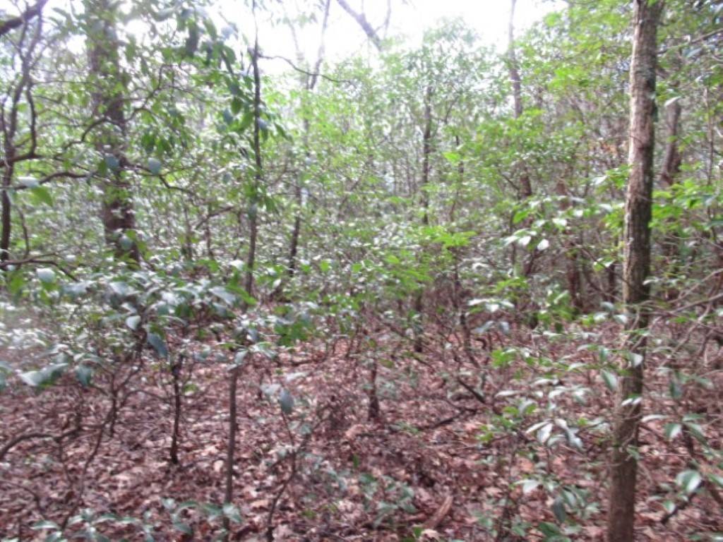 Cleveland, SC 29635,11 Matthews Creek LN
