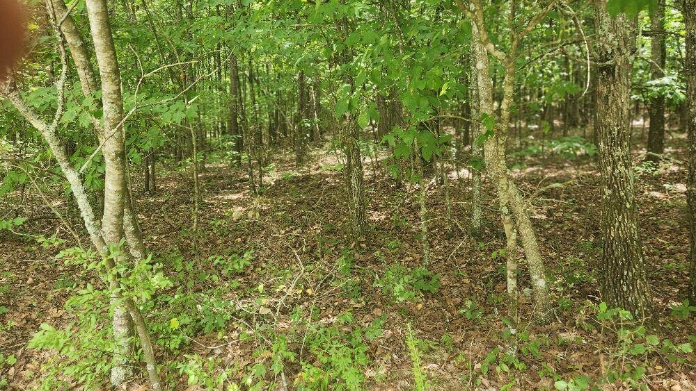 Spencer, TN 38585,Lot 59 Long Branch Est Off Bald Knob