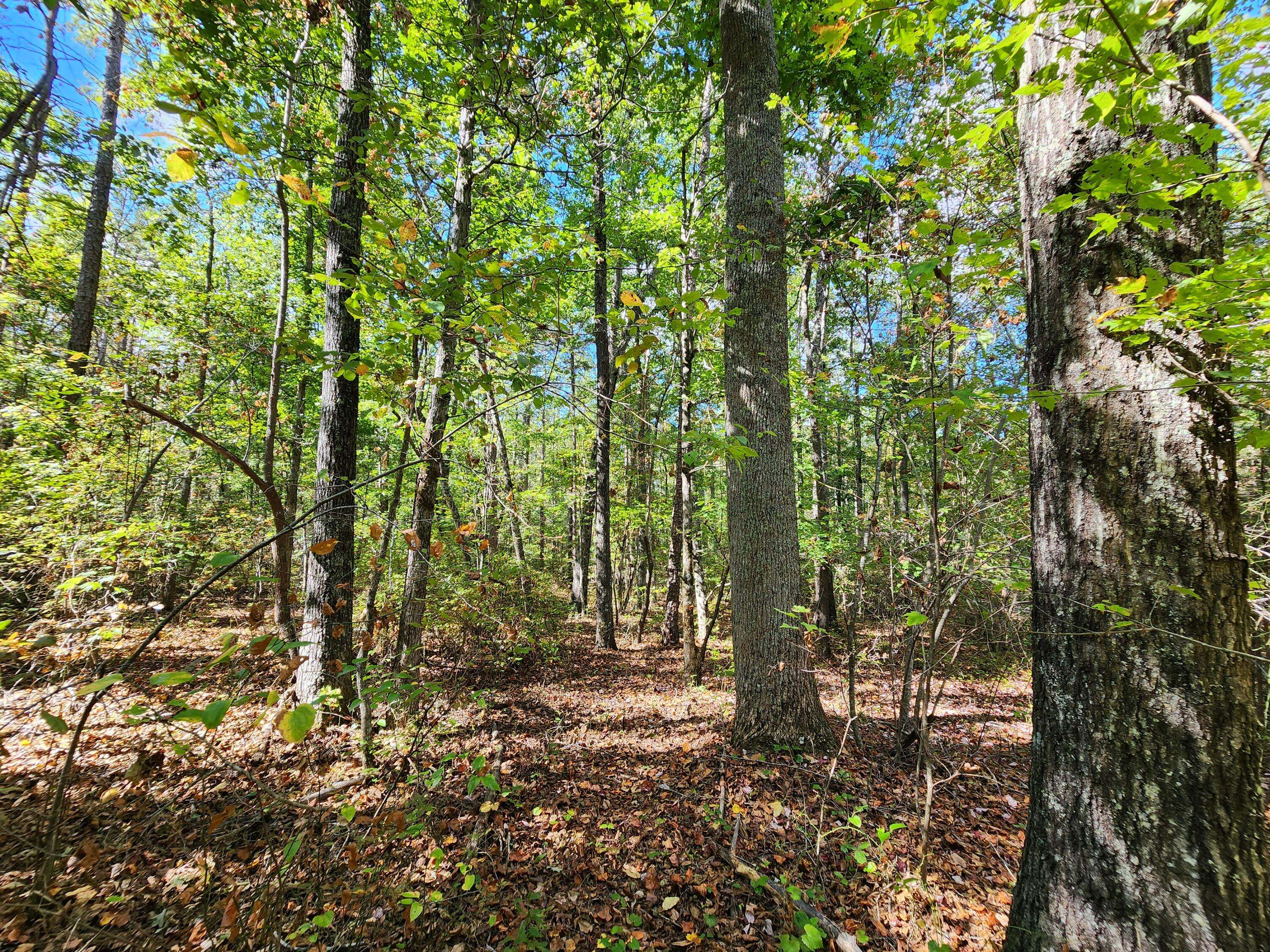 Mentone, AL 35984,Lot 17 Whitetail DR