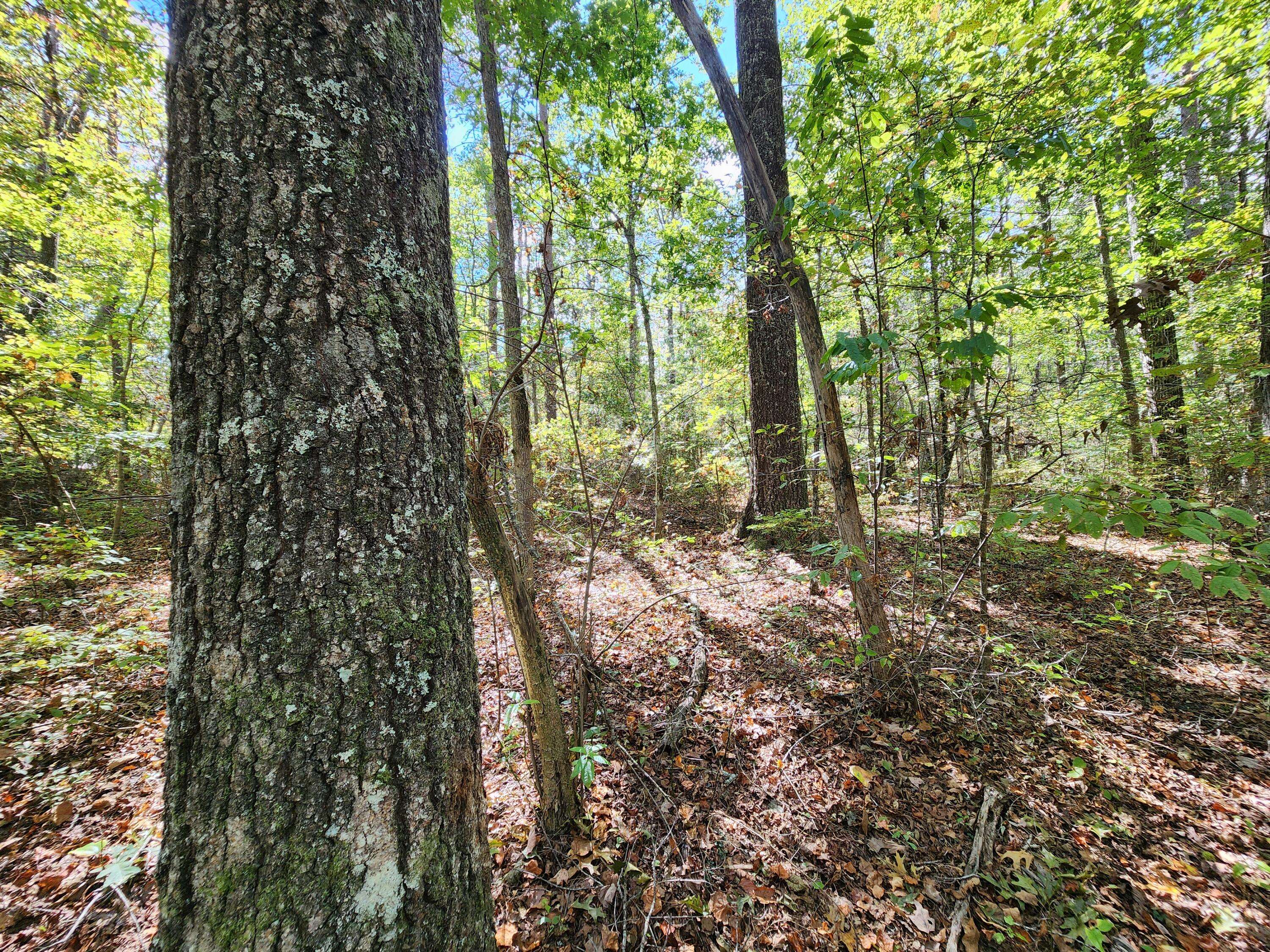 Mentone, AL 35984,Lot 17 Whitetail DR