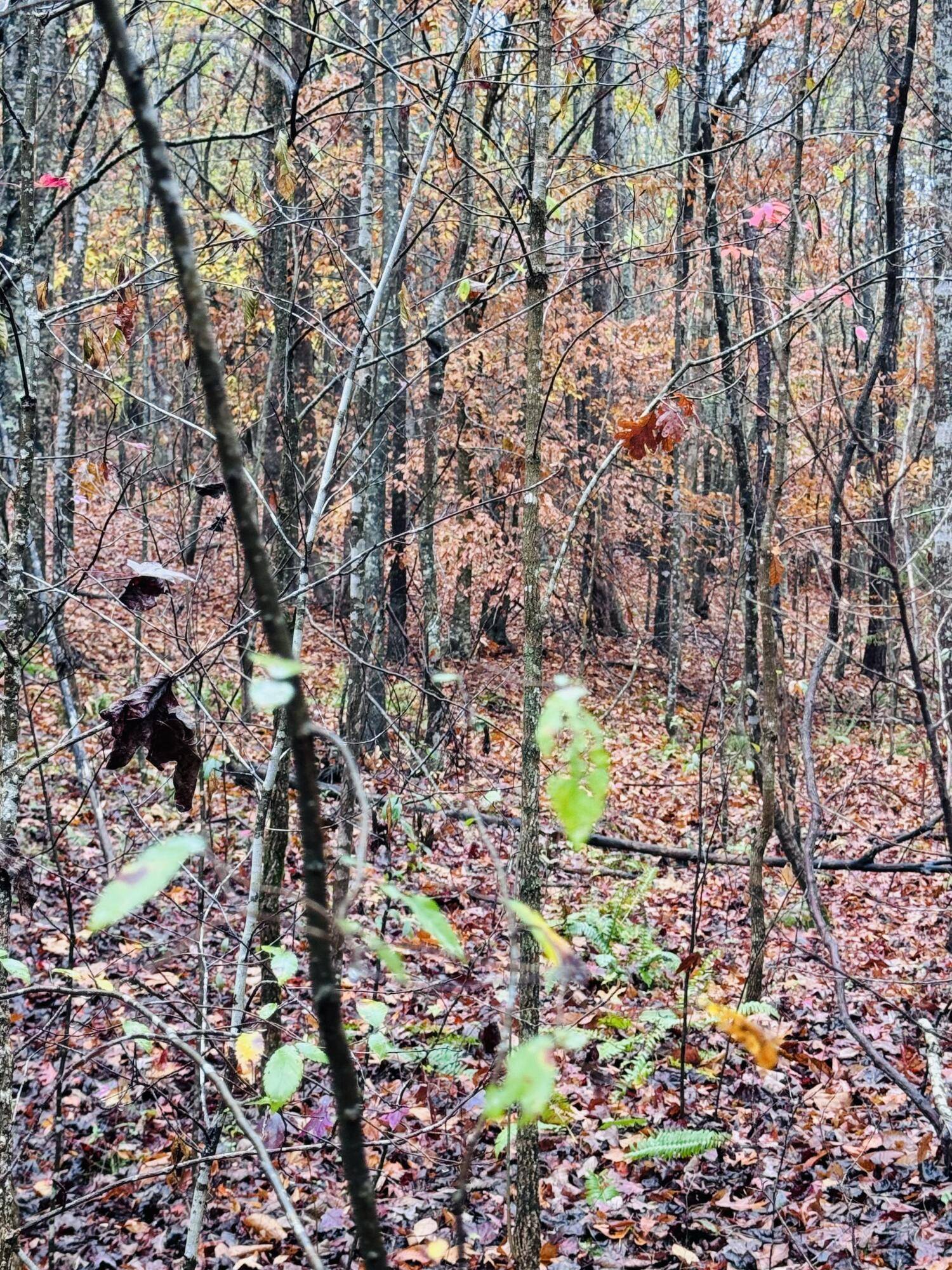Decatur, TN 37322,0 Sims RD