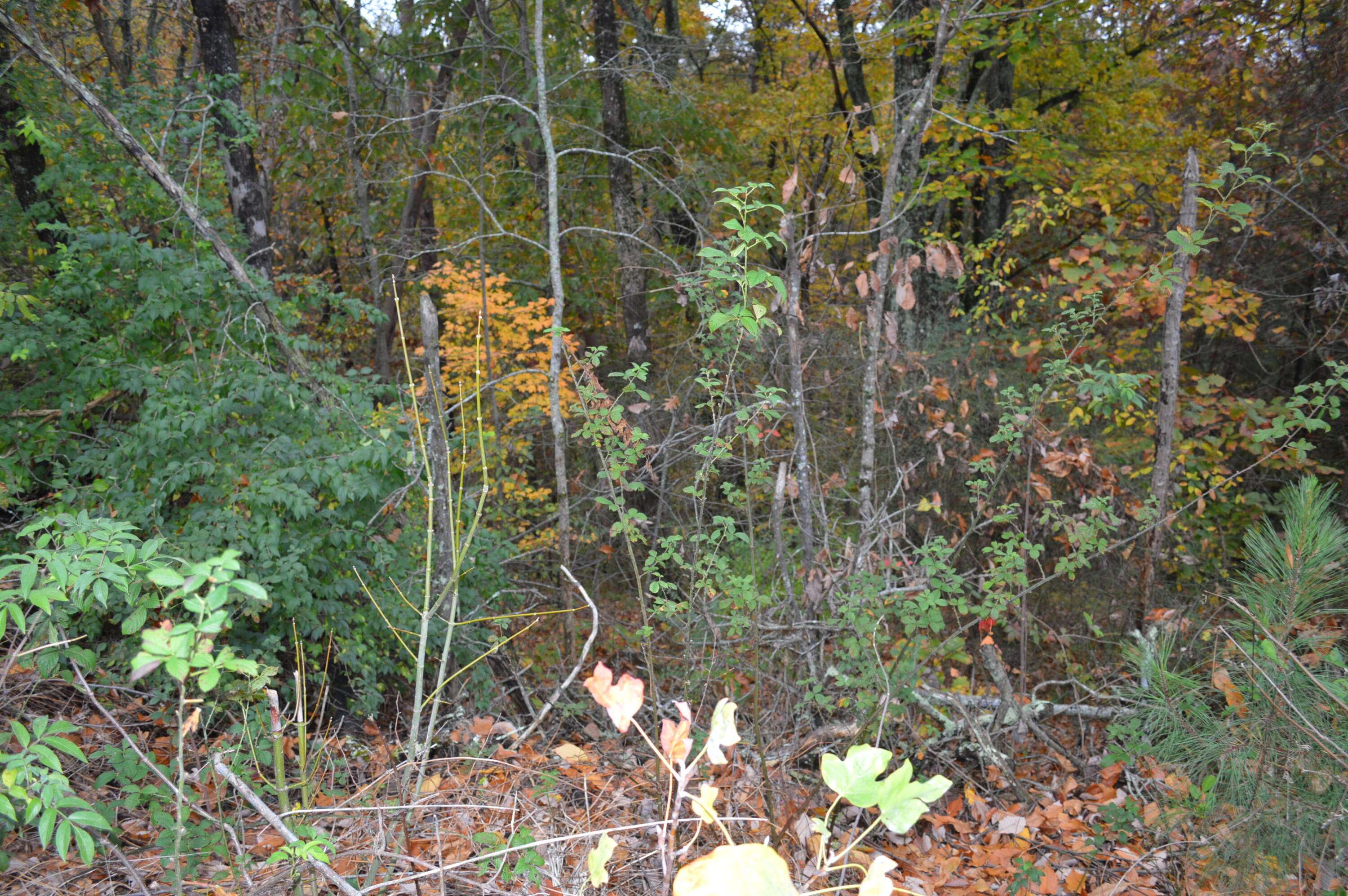 Cleveland, TN 37312,Lot  3 Hickory Hills DR