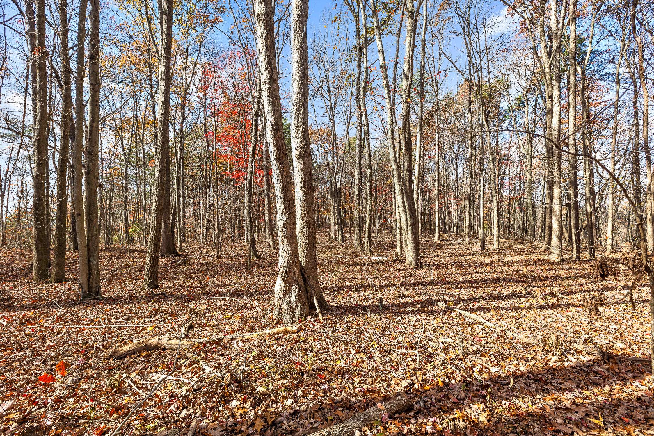 Rising Fawn, GA 30738,0 Shivas Crest