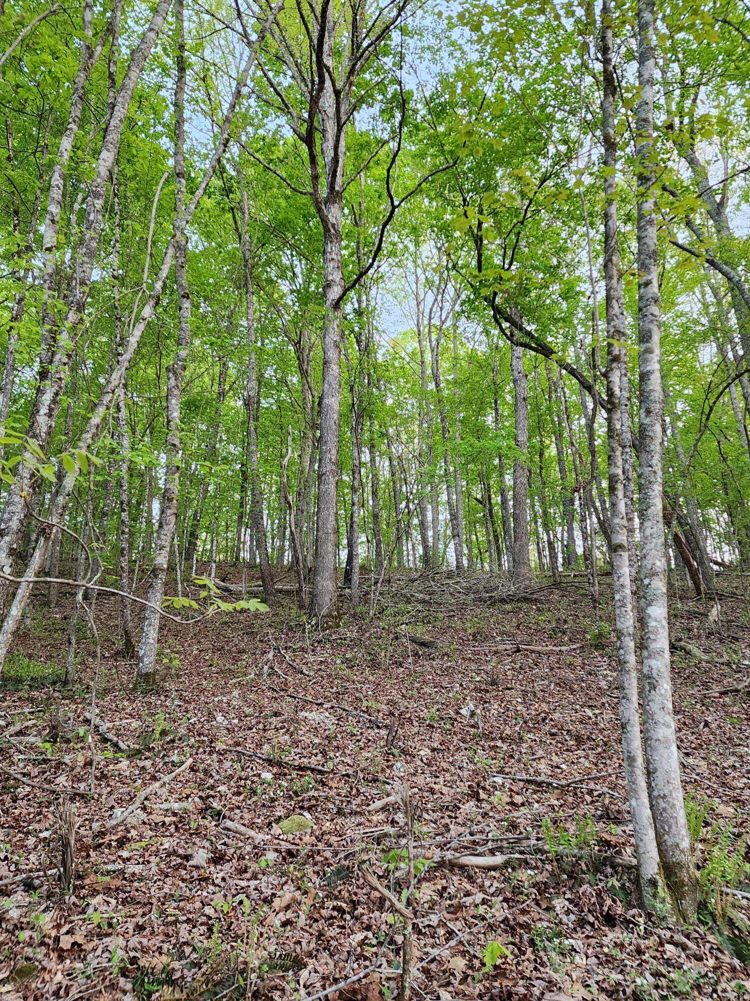 Birchwood, TN 37308,4622 Parker Loop RD