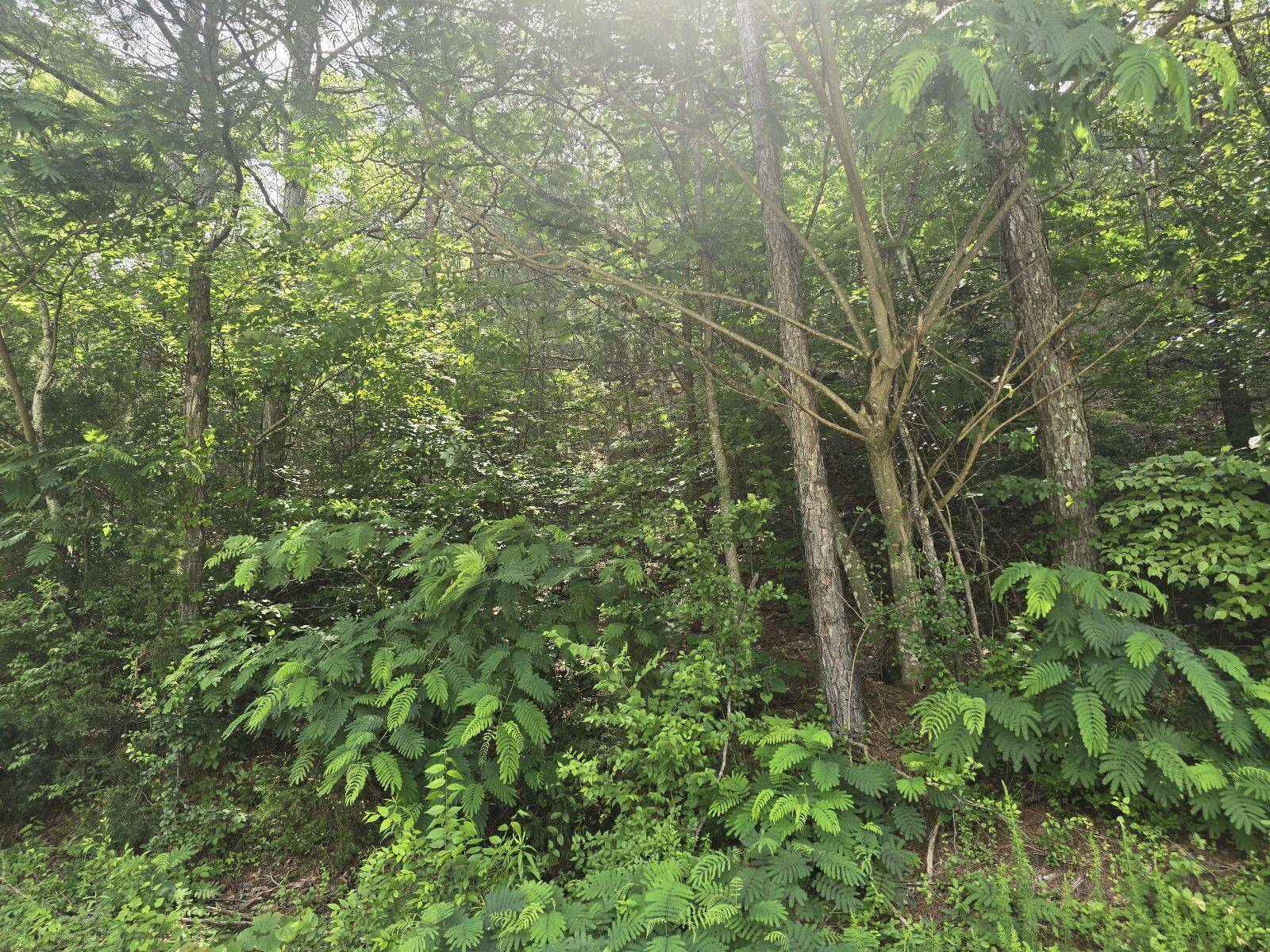 Cleveland, TN 37312,3312 Ridgeway DR