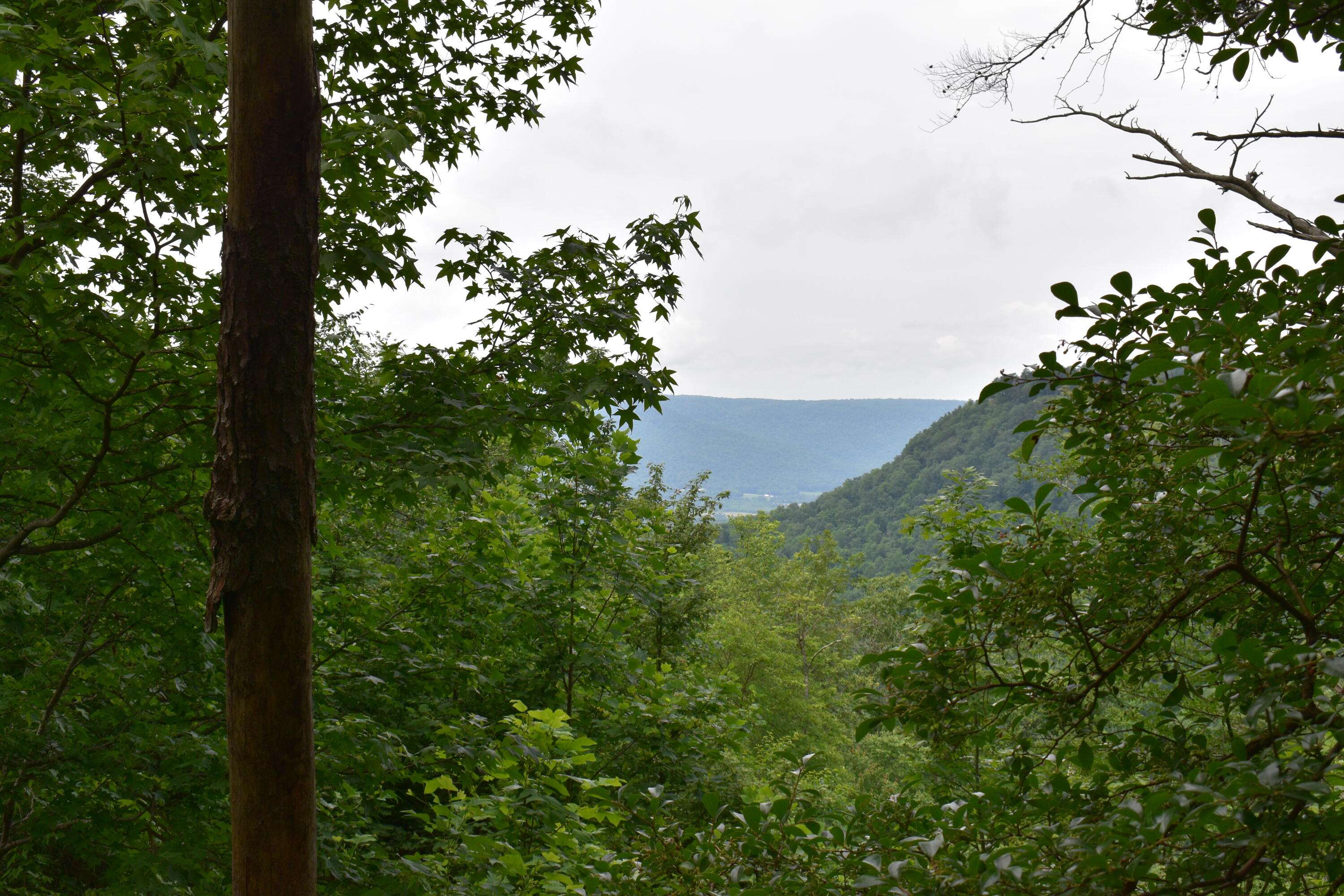 Jasper, TN 37347,0 Pine Knot PASS