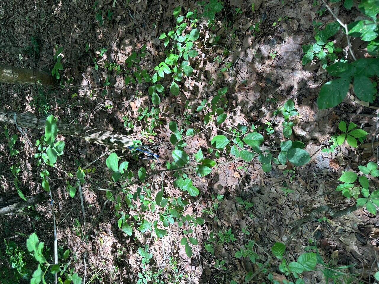 Spring City, TN 37381,18 Mccabe RD