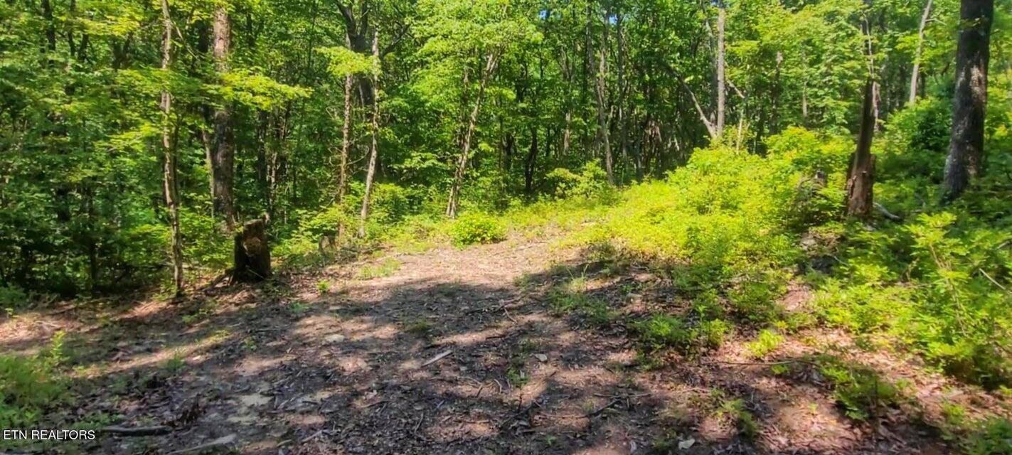 Spring City, TN 37381,5.21 Acres Brown Holler RD