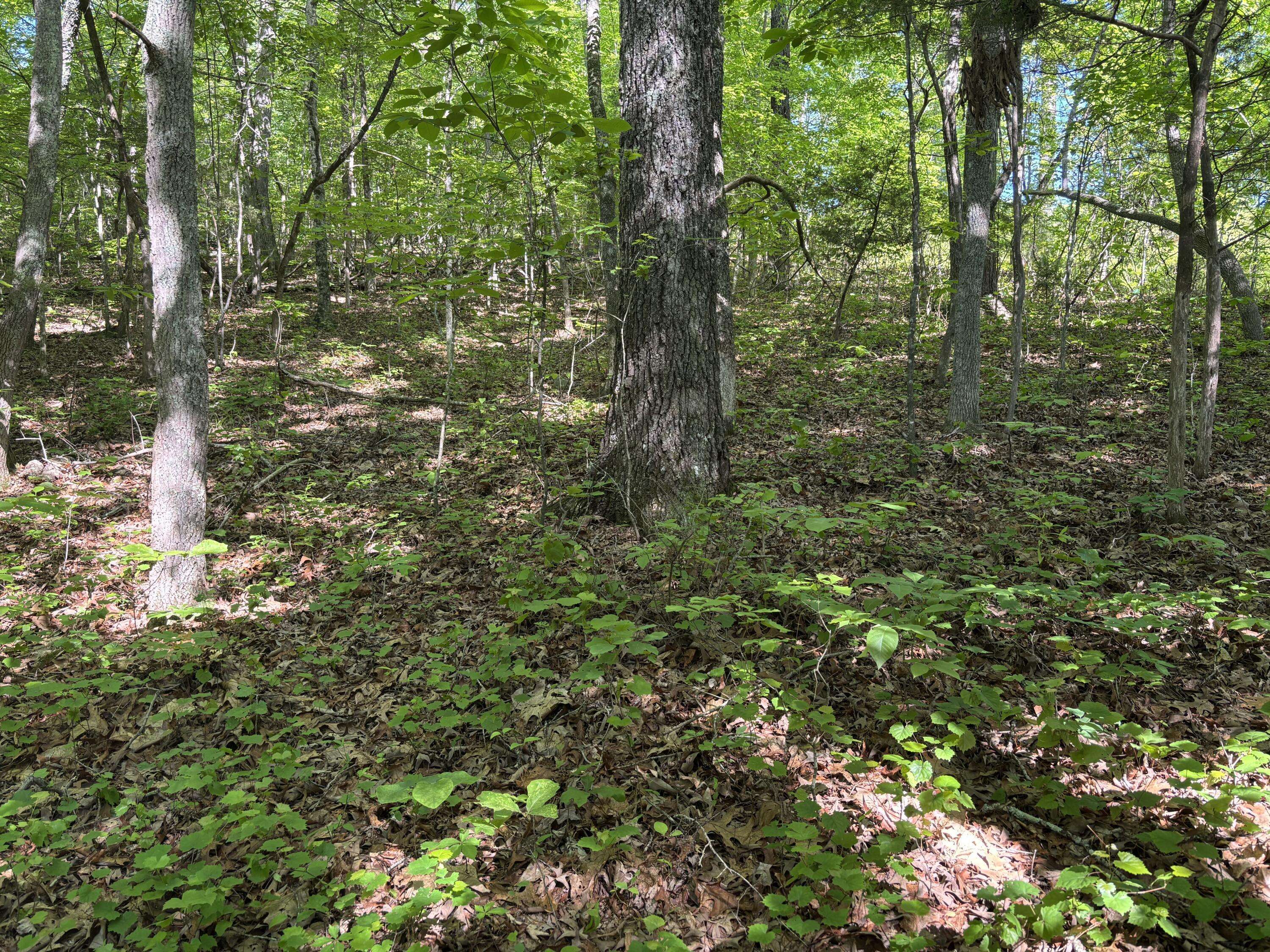 Georgetown, TN 37336,Lot 24 Van Davis RD