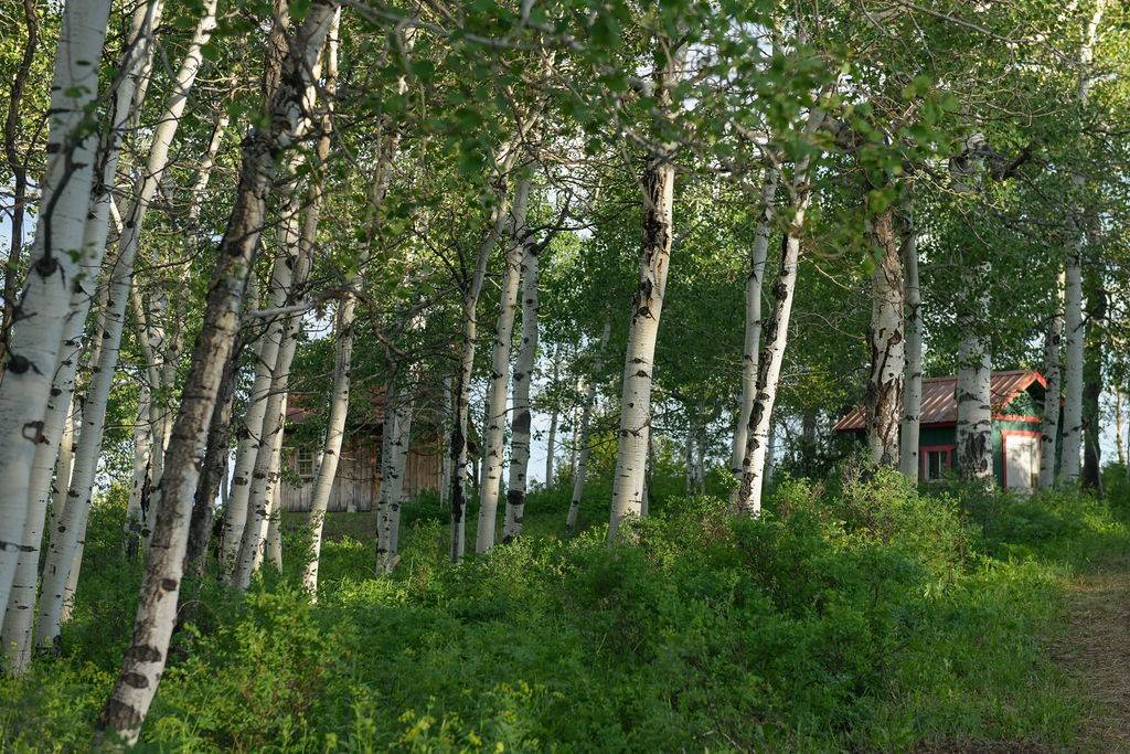 Clark, CO 80428,24610 McAlpin TRL