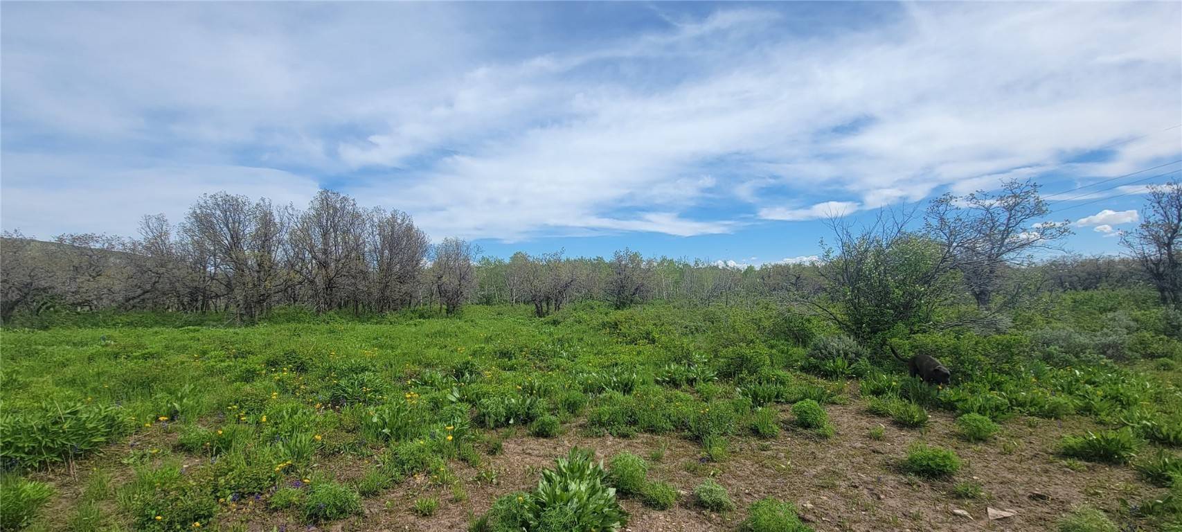 Oak  Creek, CO 80467,24425 Lone Tooth TRL