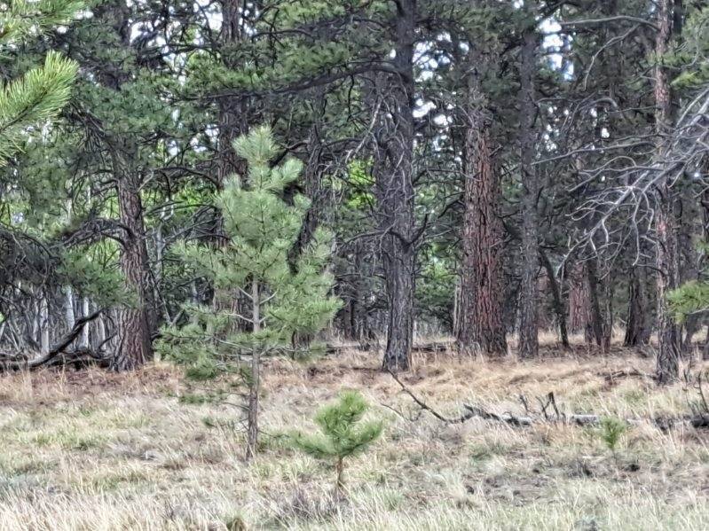 Hartsel, CO 80449,265 Haystack RD