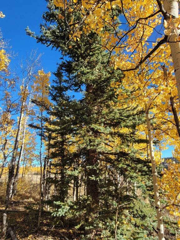 Como, CO 80432,431 Arrowhead DR