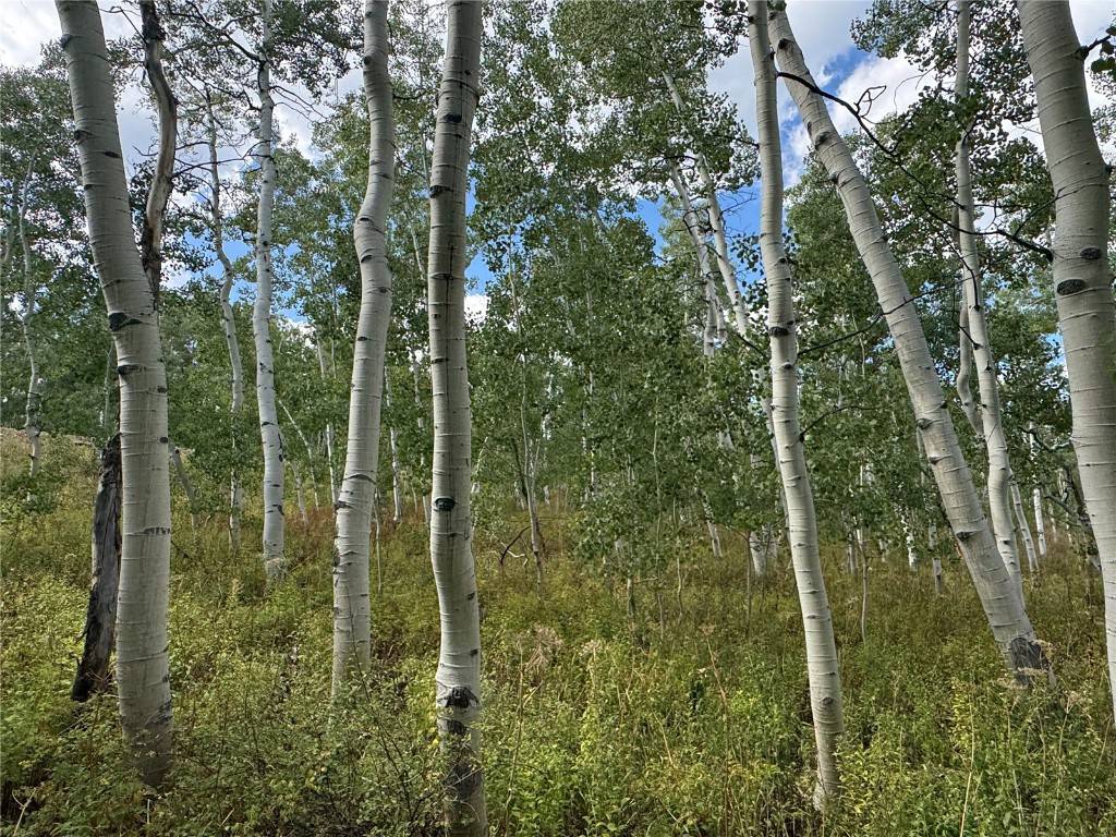 Clark, CO 80428,26770 Willow Gulch DR