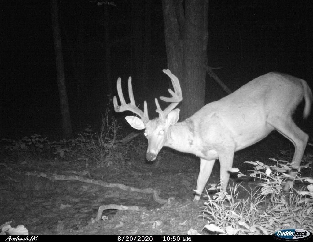 Shawnee, OH 43782,4775 Township Road 226