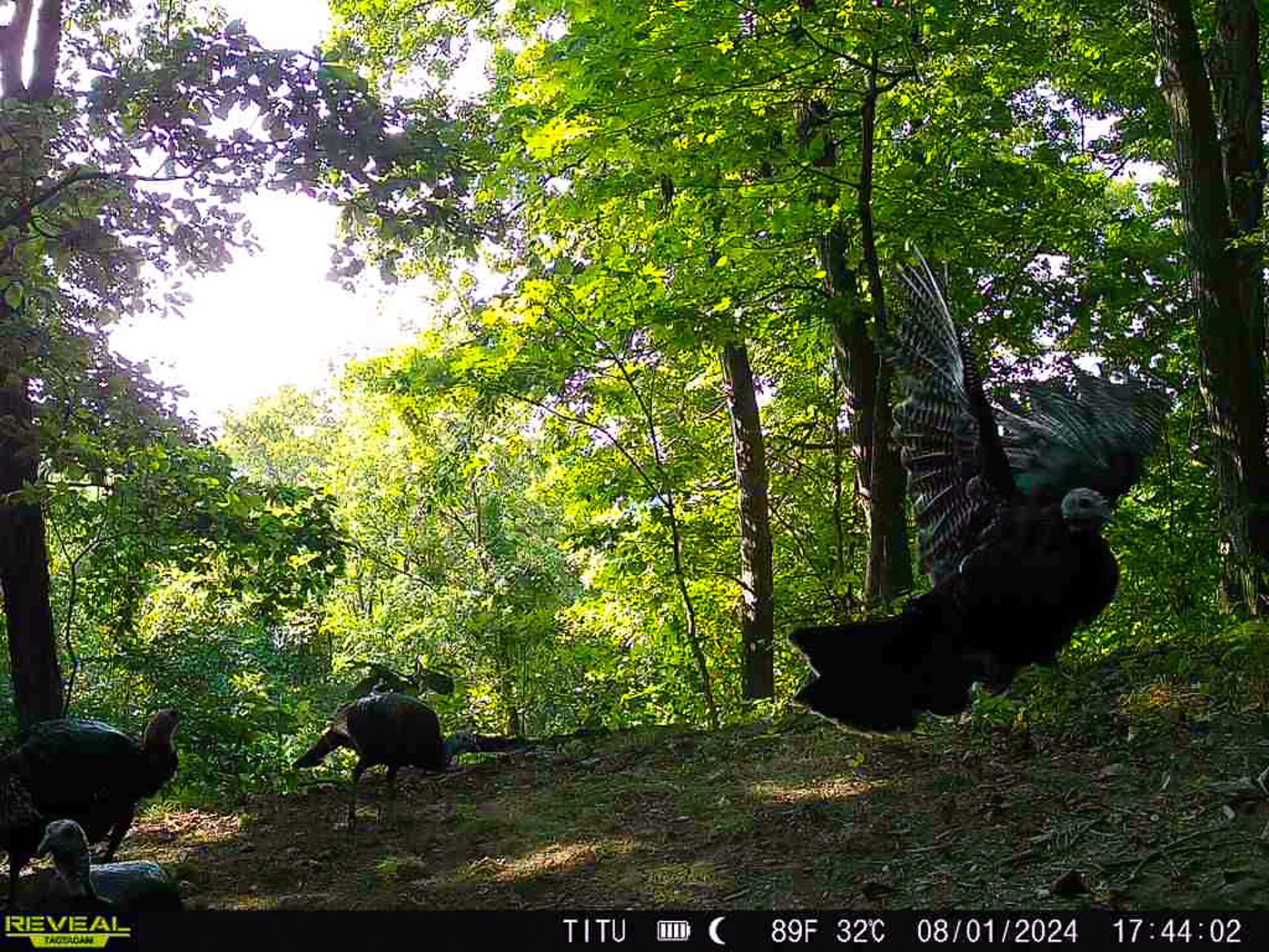 Langsville, OH 45741,0 Parkinson Road #(Tract 8 at Titus)