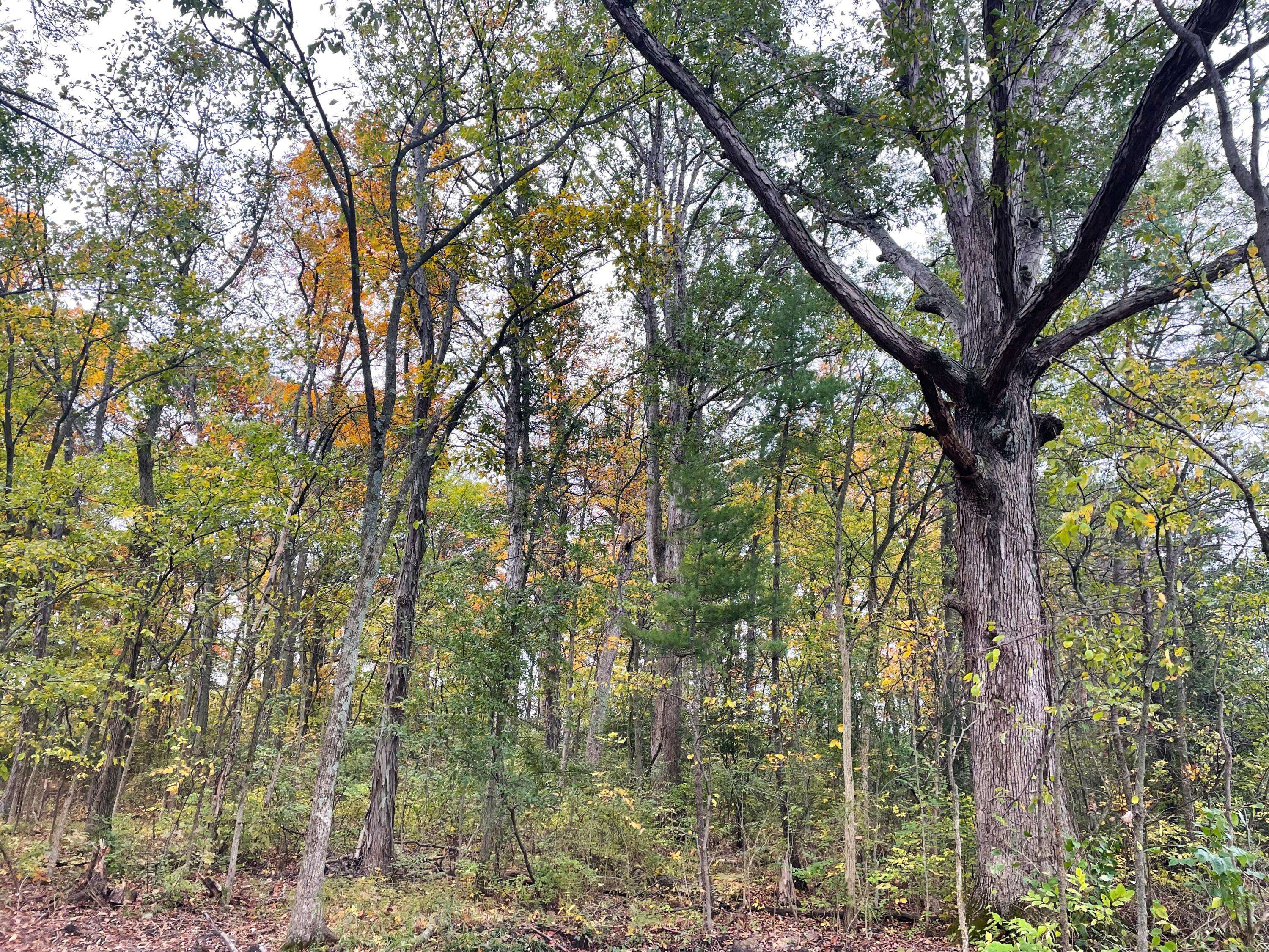 Milford Center, OH 43045,0 Coleman Brake Road