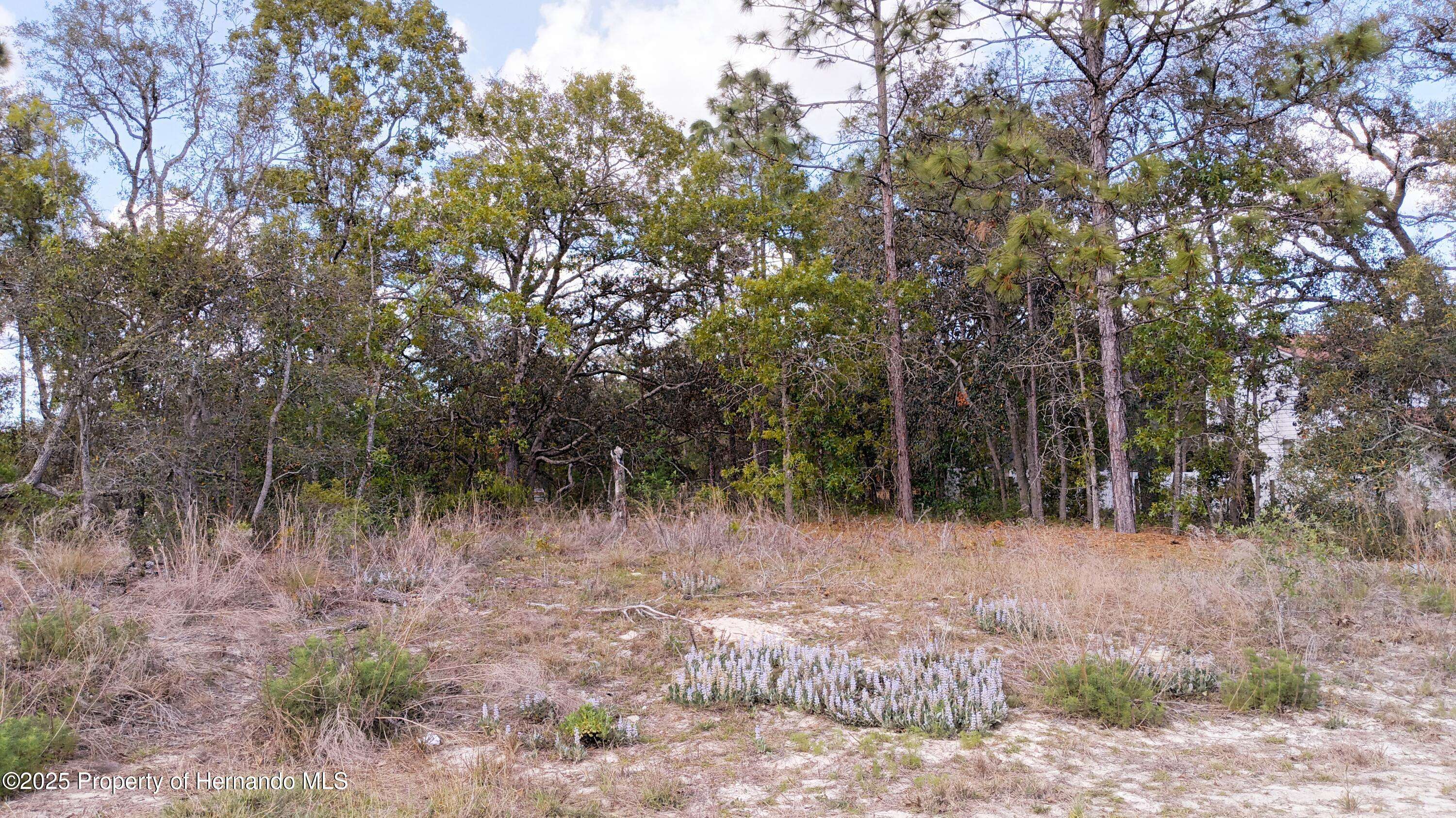 Shady Hills, FL 34610,2146 Richloam Lane